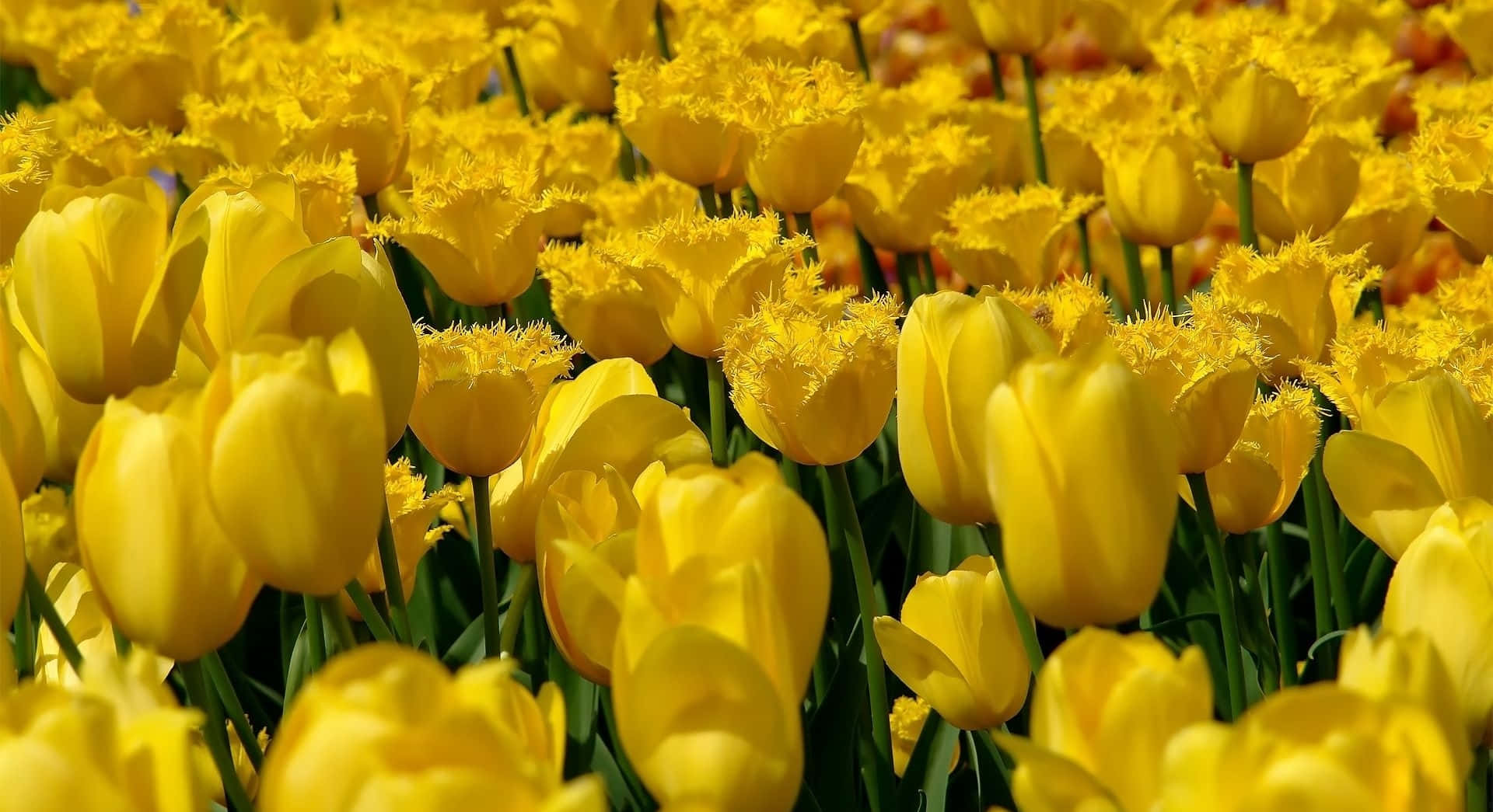 Tulips Garden Yellow Aesthetic Desktop Background