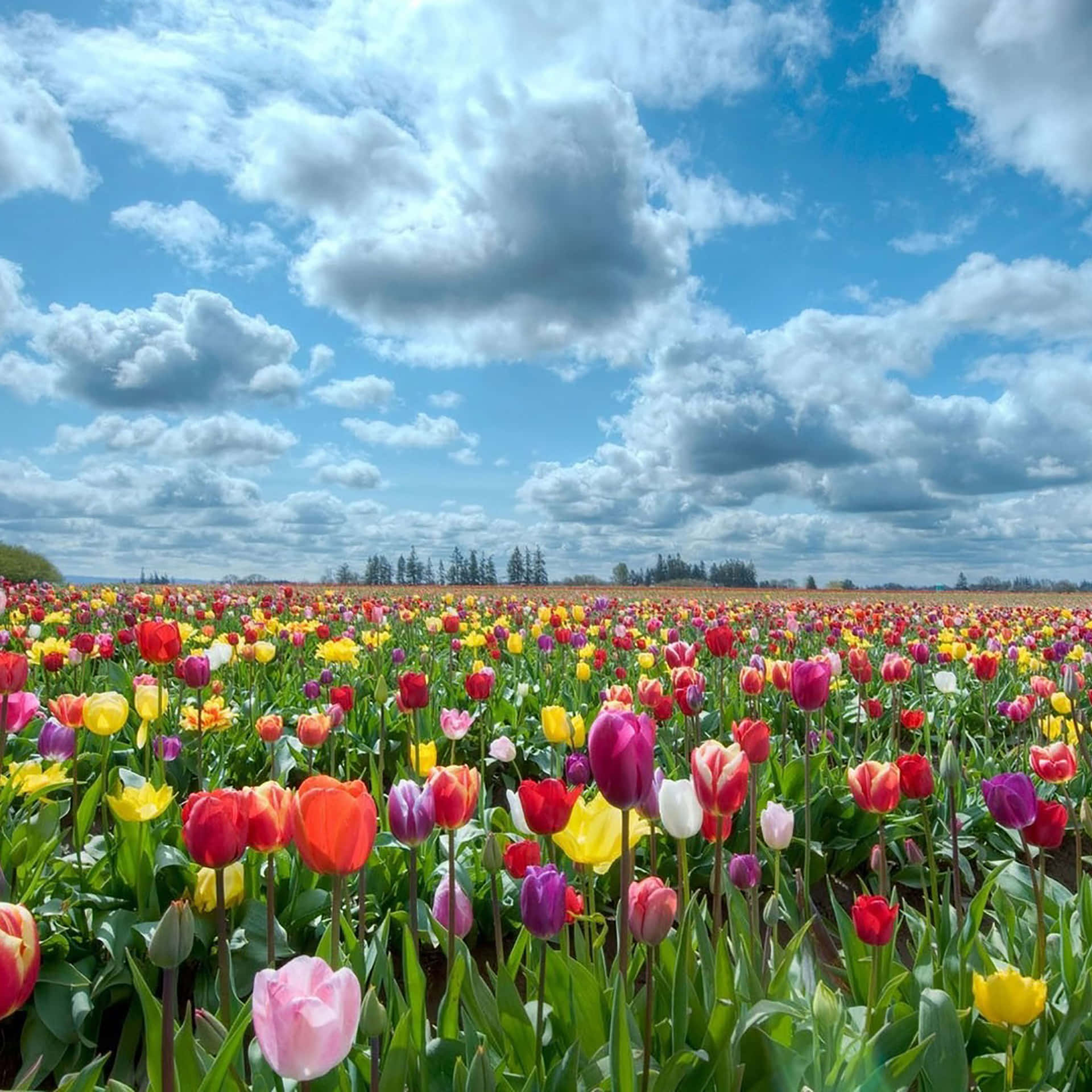 Tulips In Bloom In A Field With Clouds Background