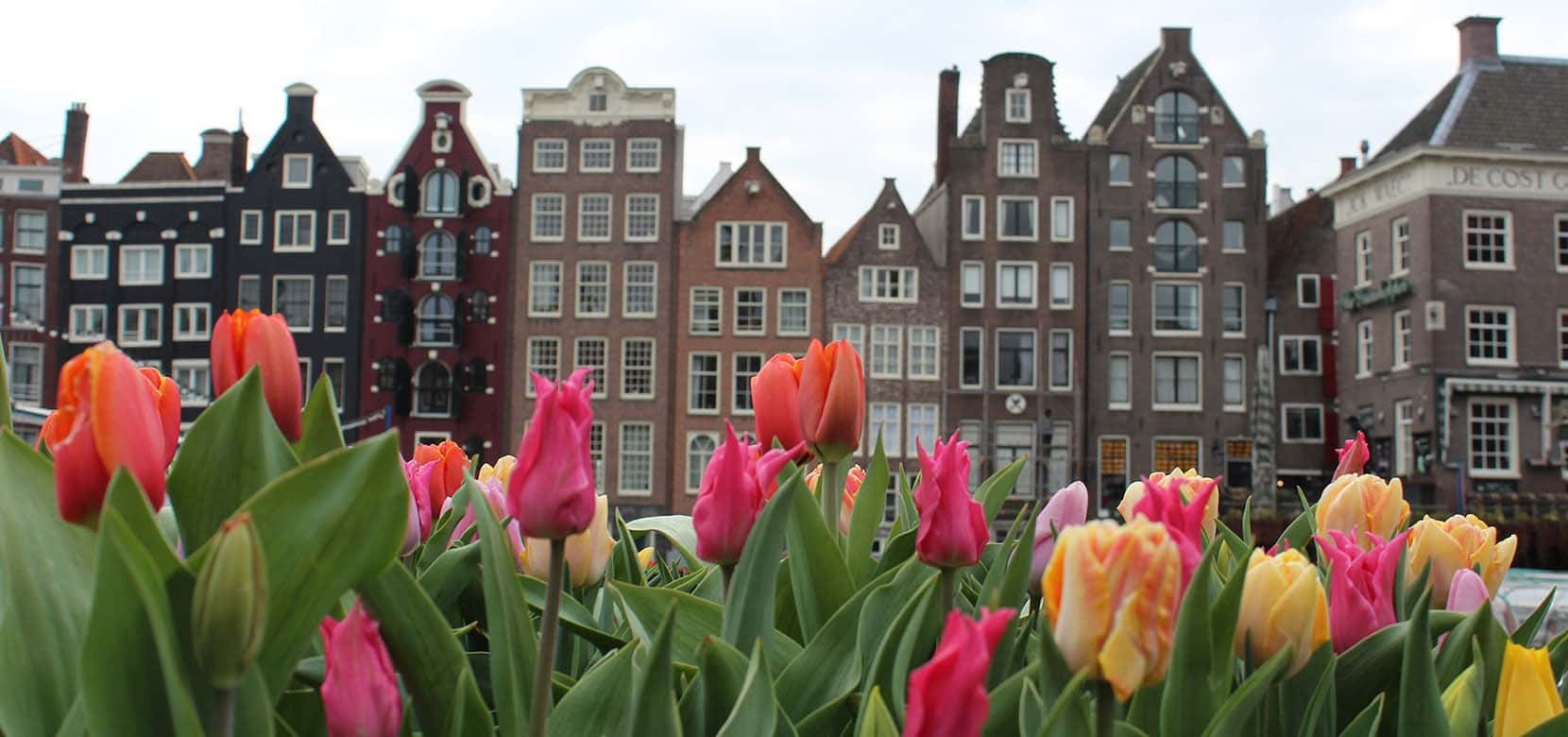 Tulips In Front Of Buildings In Amsterdam Background
