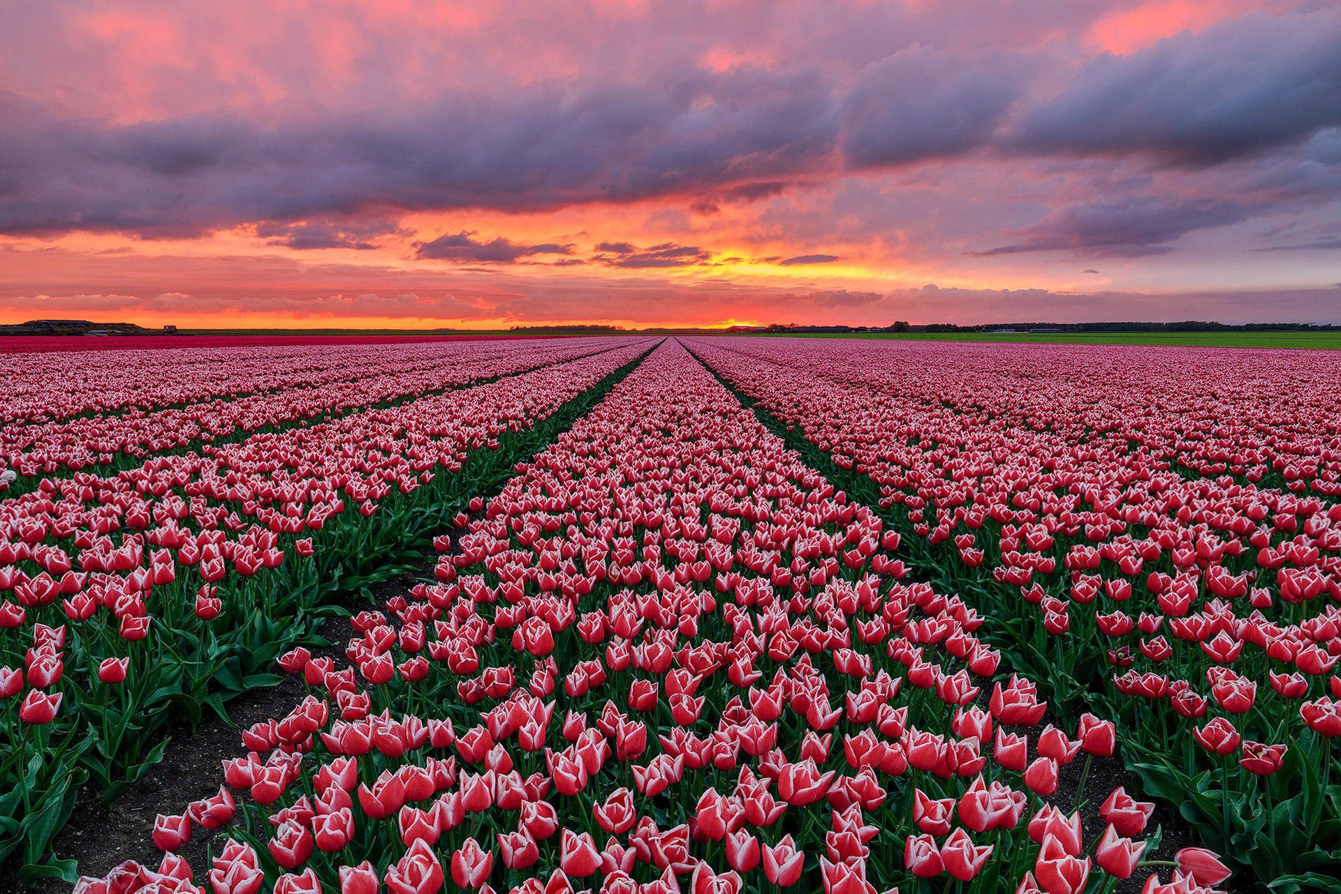 Tulips In The Field At Sunset Background