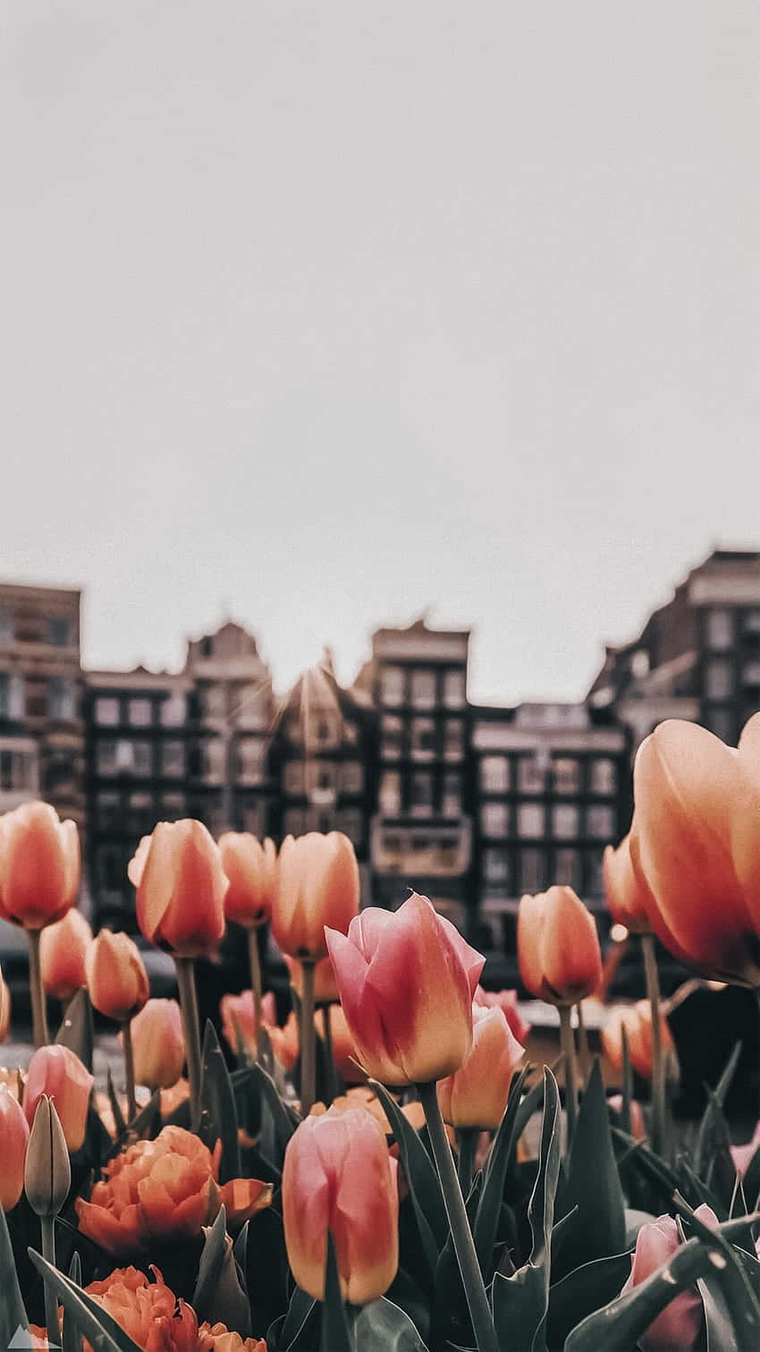 Tulips_in_ Urban_ Setting Background