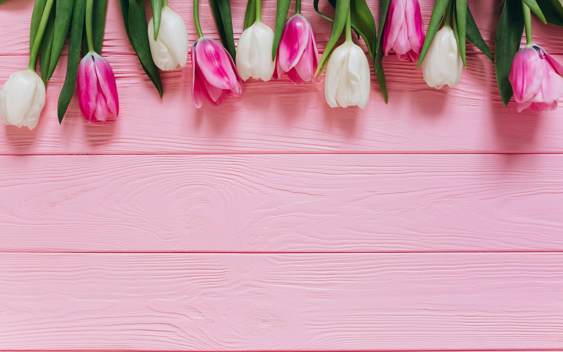 Tulips On Pink Background