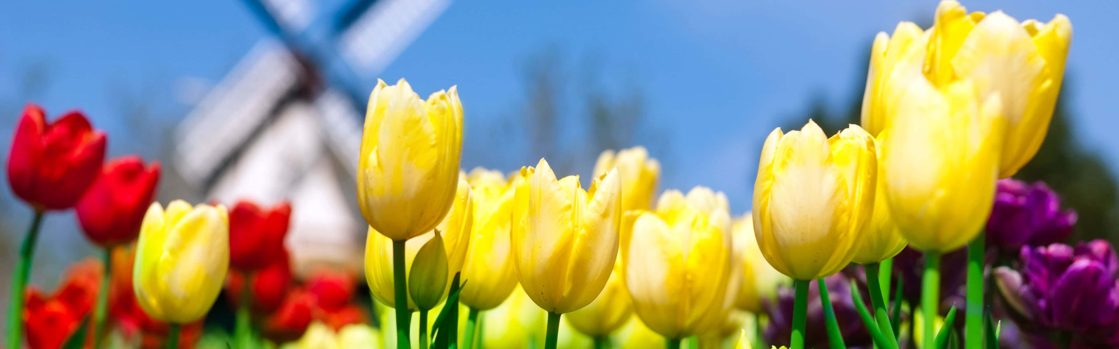 Tulips Spring Dual Screen Background