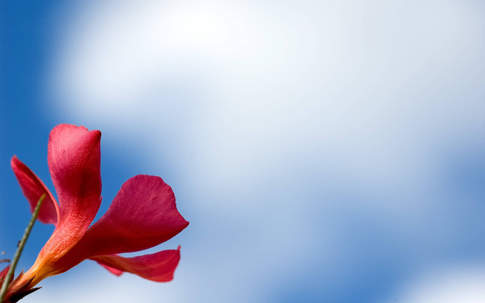 Tumblr Flower And Blue Sky Background
