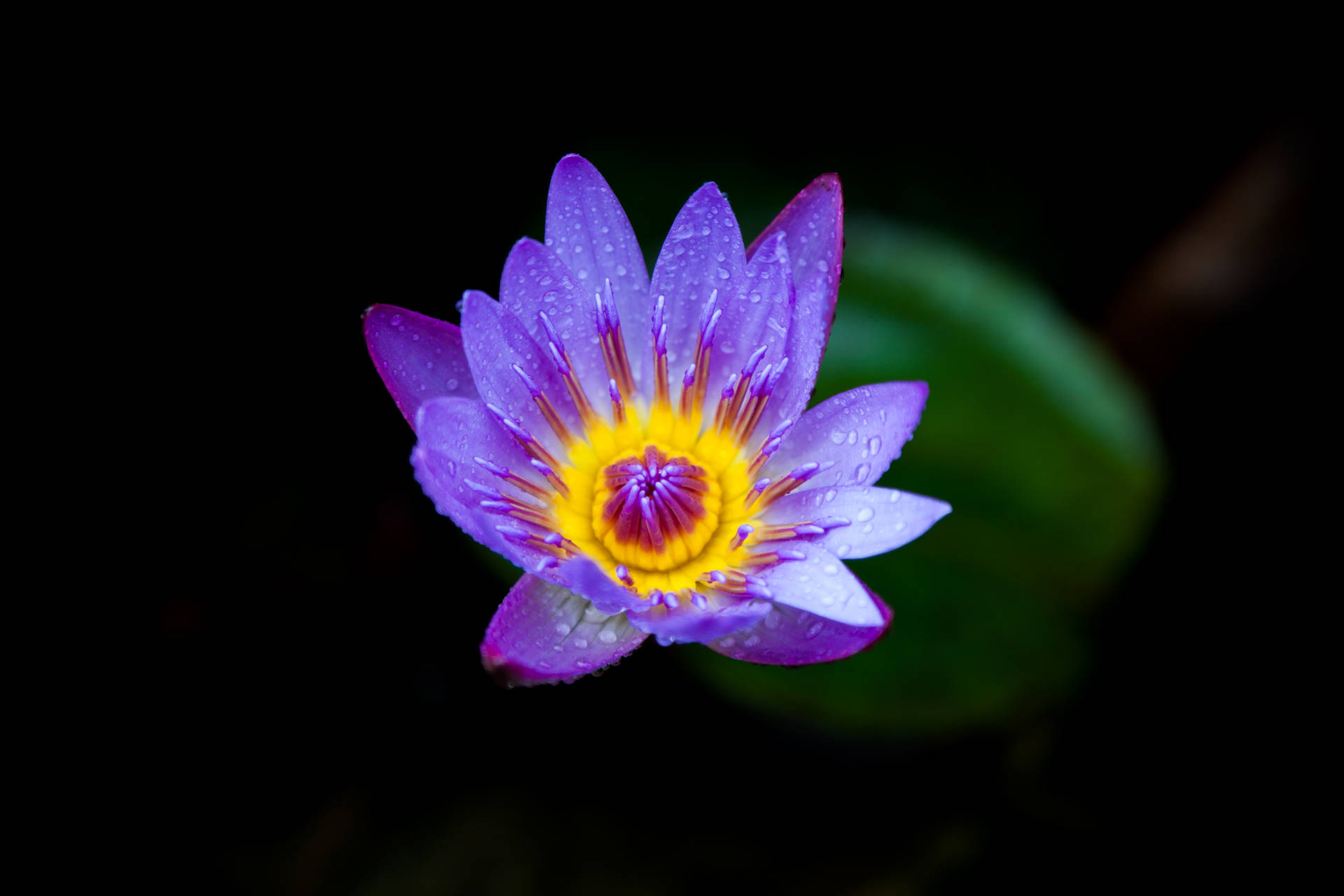 Tumblr Flower Blooming Lotus