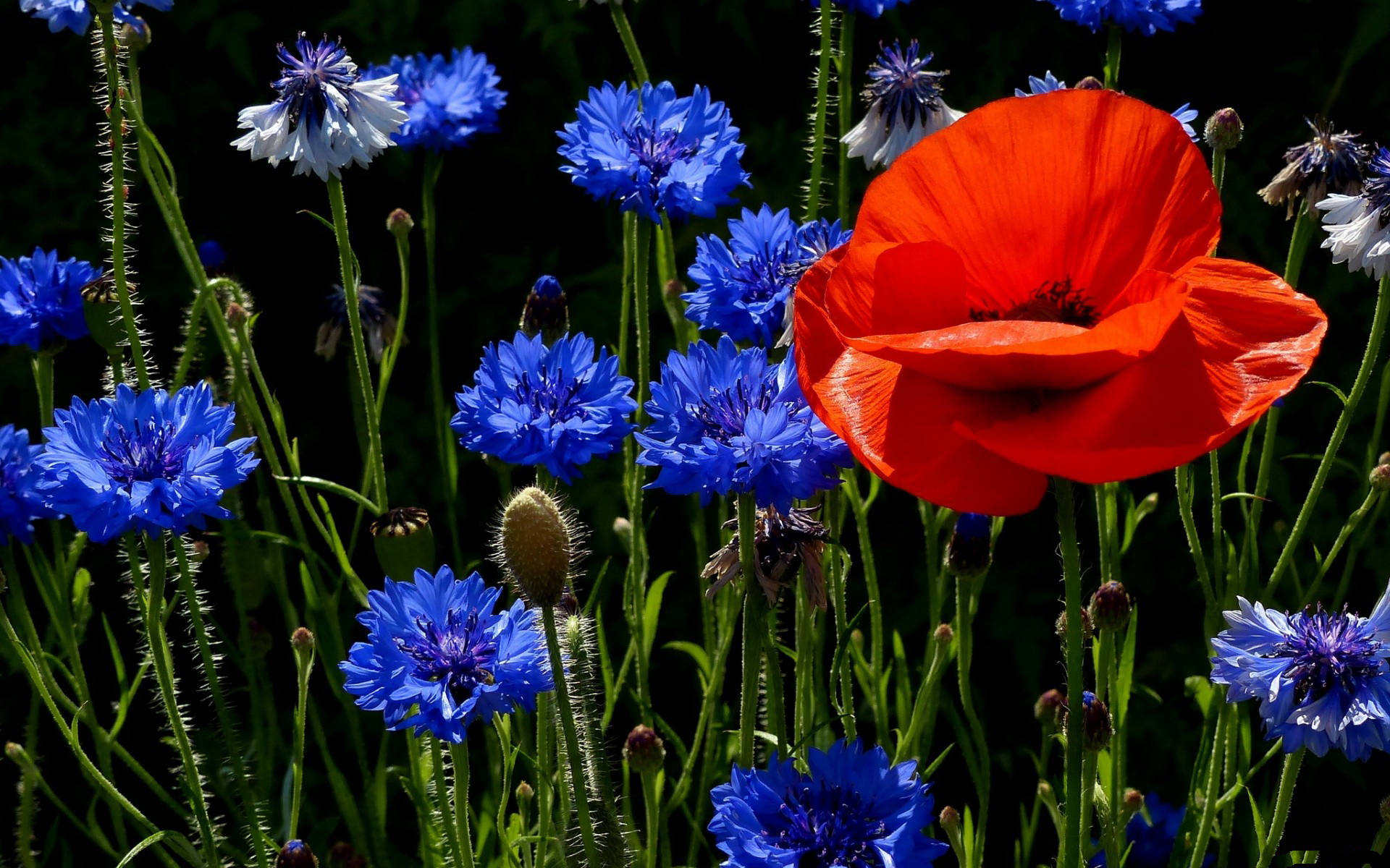 Tumblr Flower Blue And Orange Background