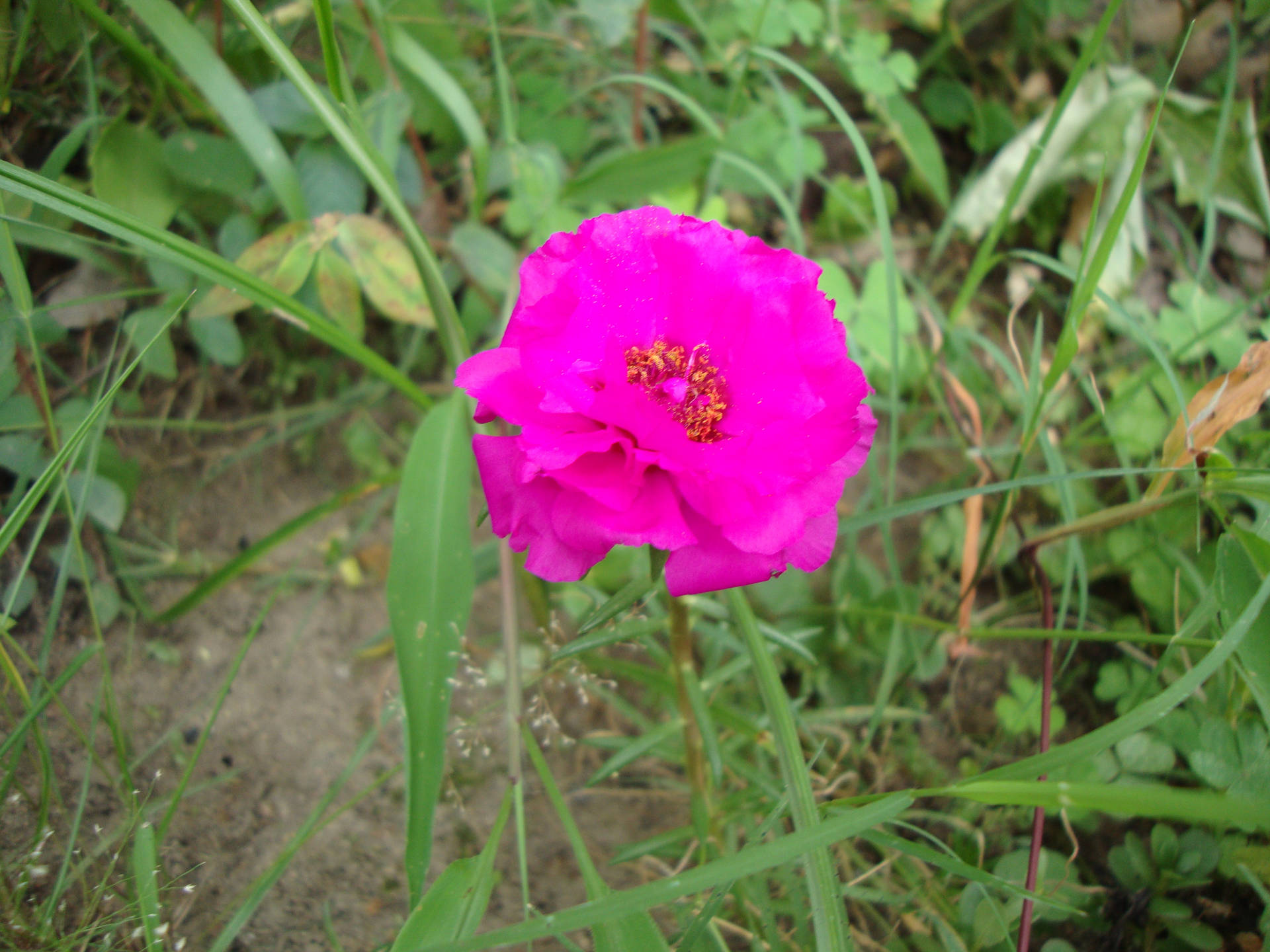 Tumblr Flower Bright Pink Bloom