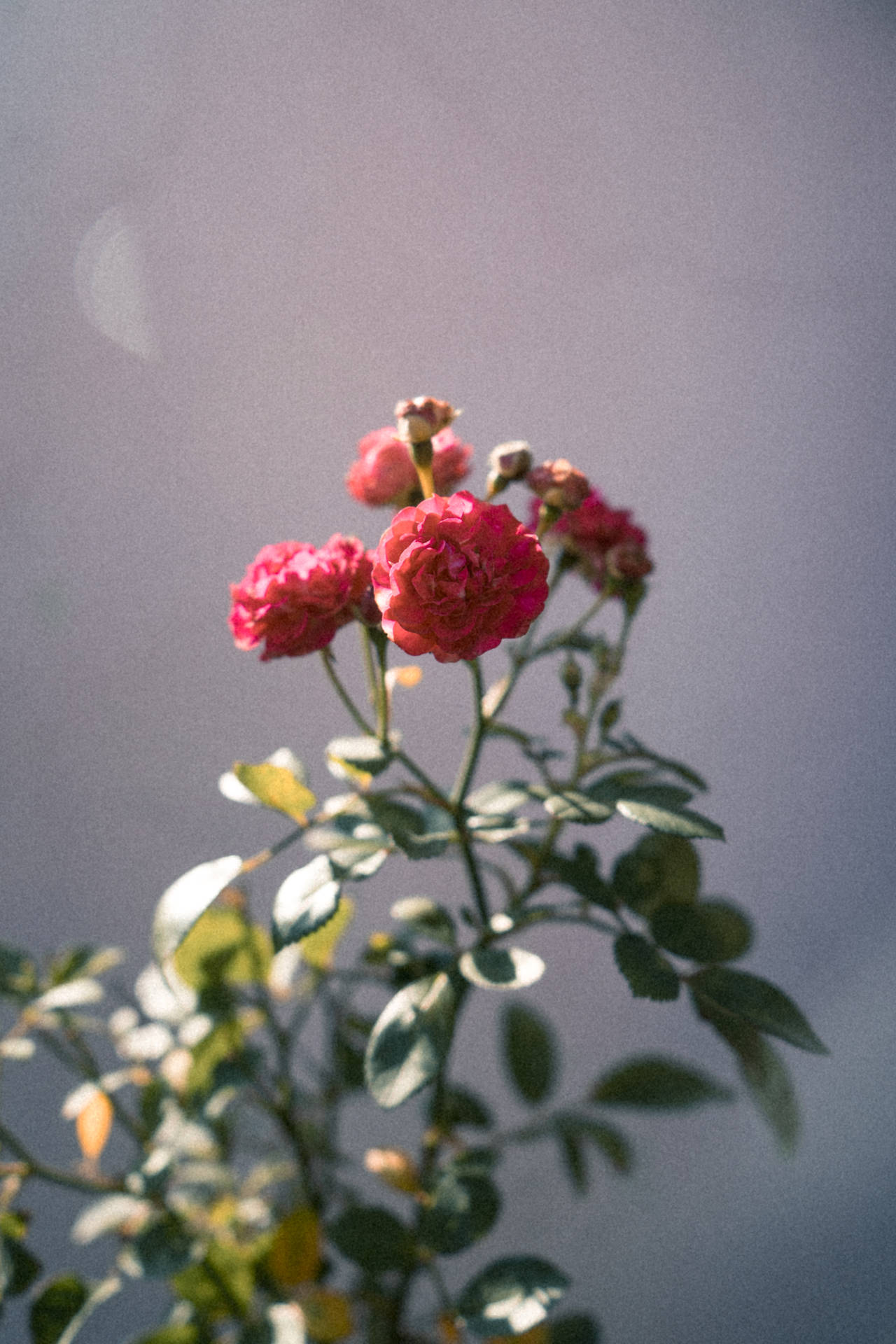 Tumblr Flower Cluster Of Roses Background