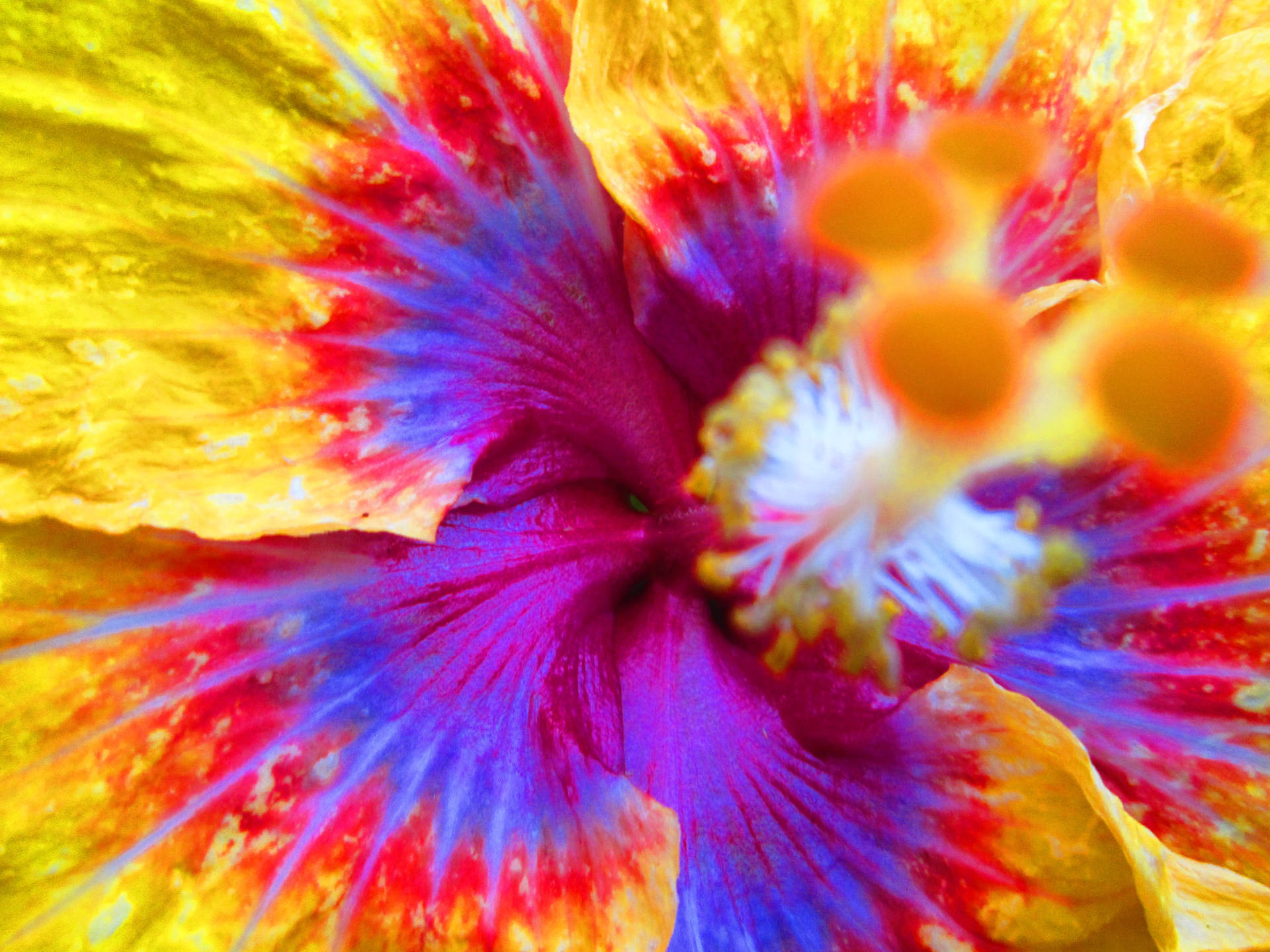 Tumblr Flower Colourful Petals Background