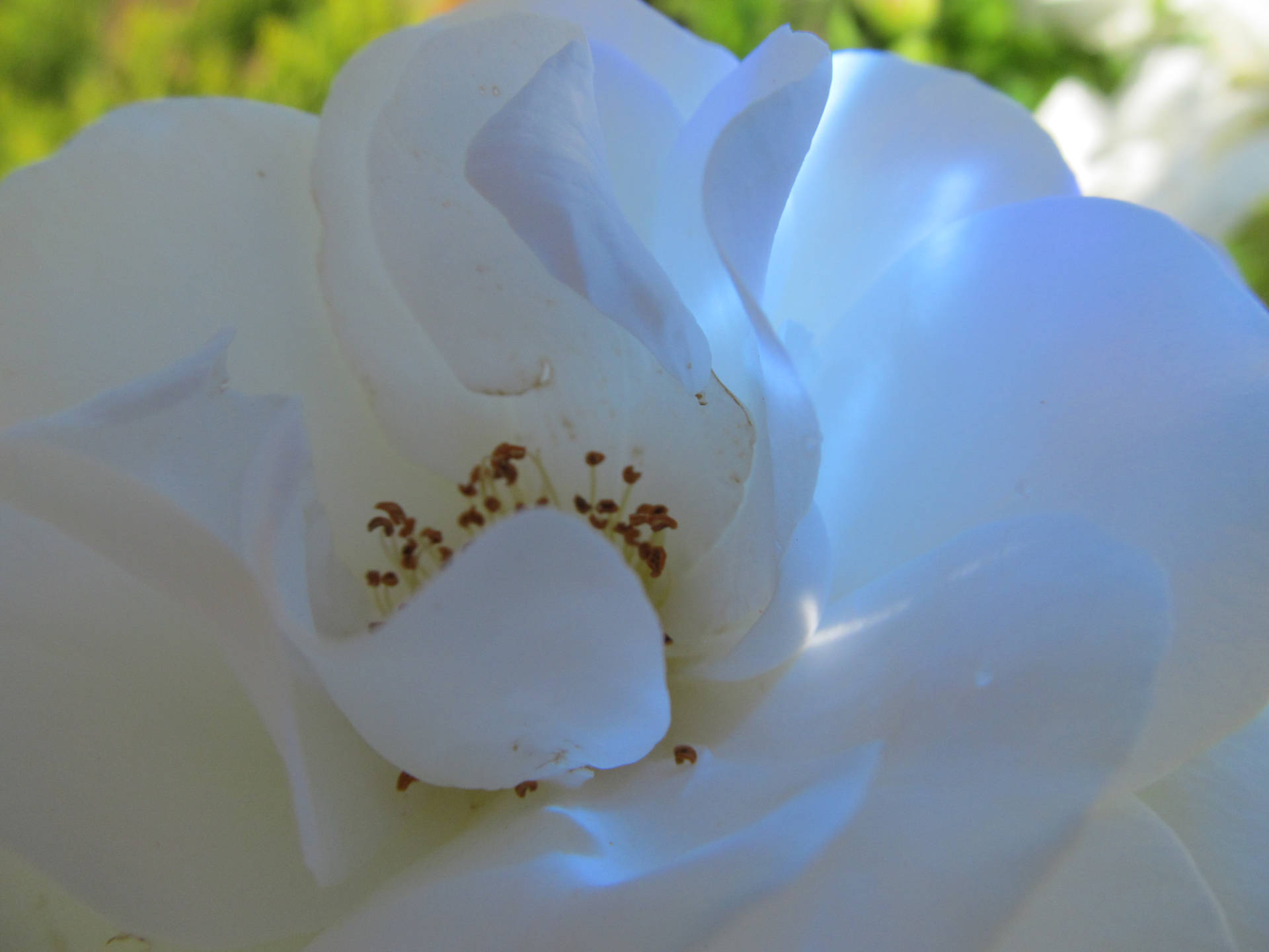 Tumblr Flower Elegant White Background