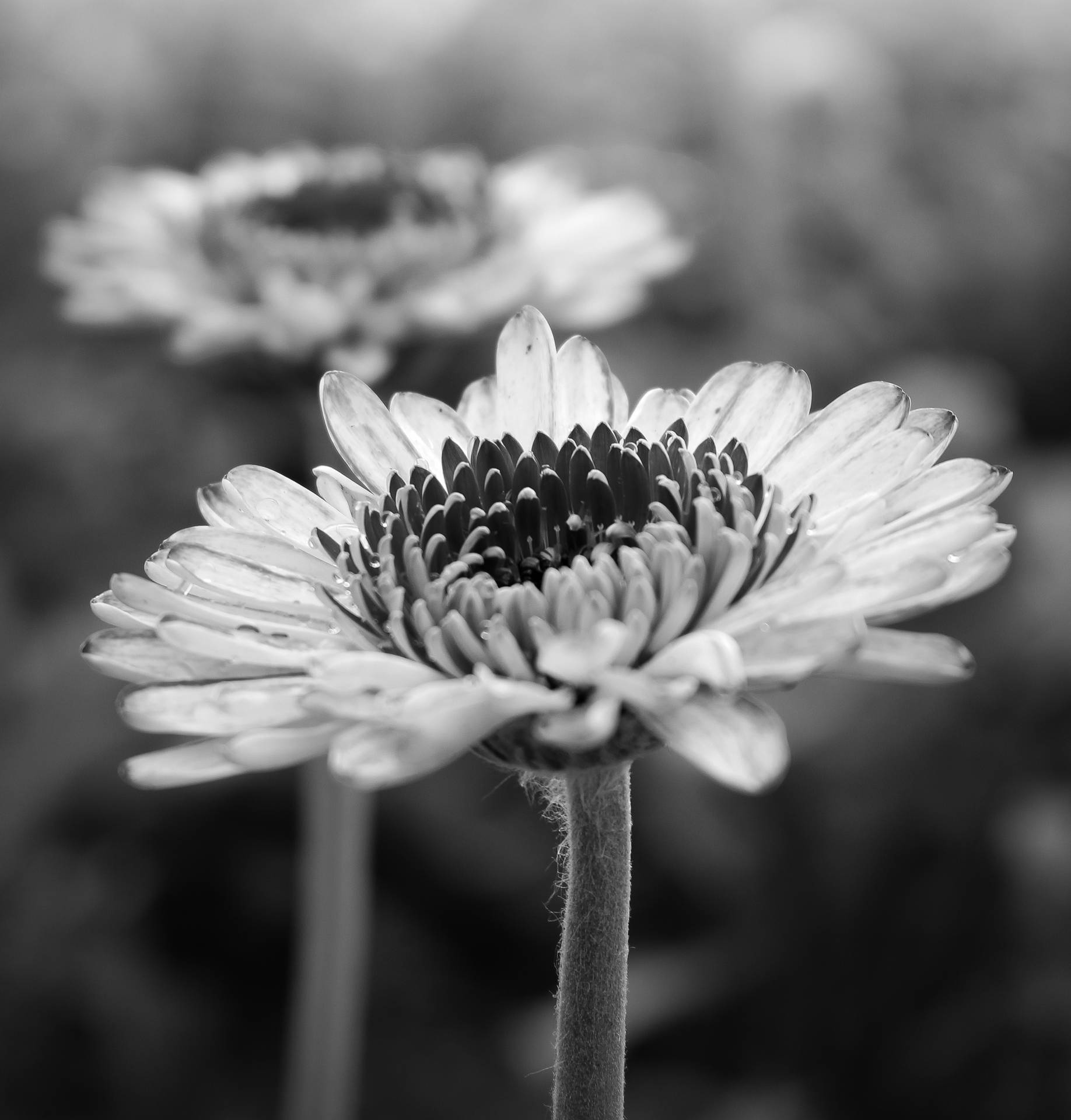Tumblr Flower Greyscale Daisy Background
