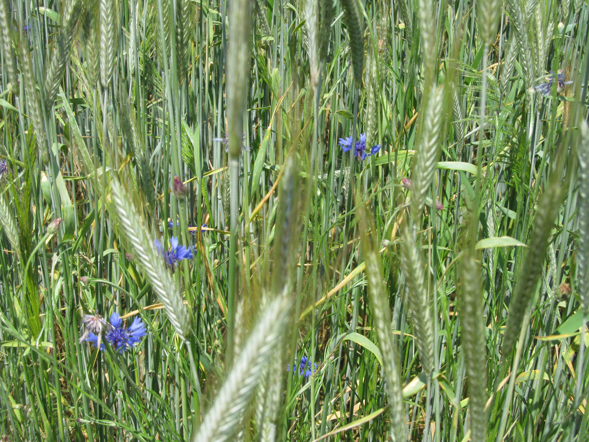 Tumblr Flower In Grass