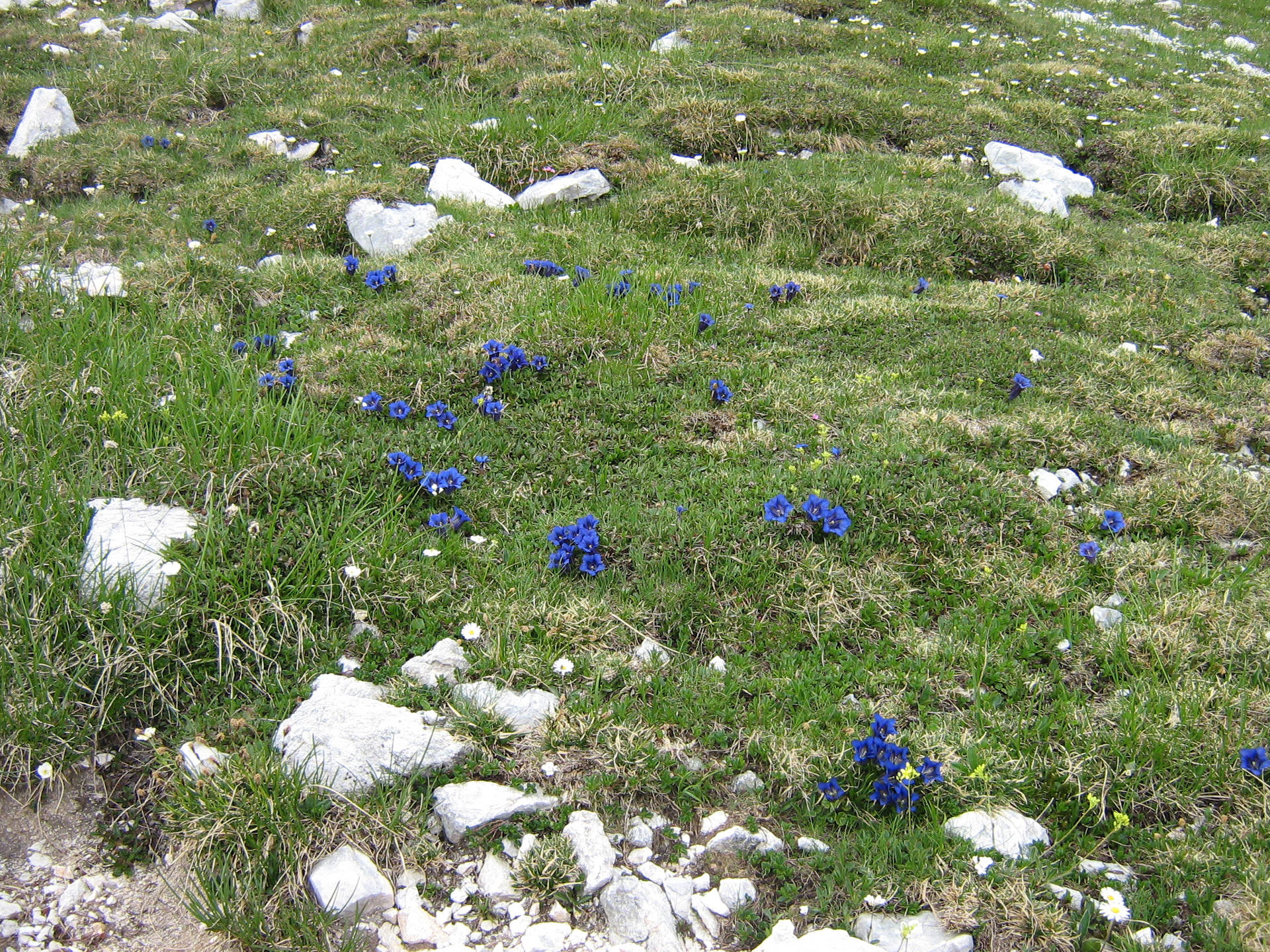 Tumblr Flower In Grassy Field