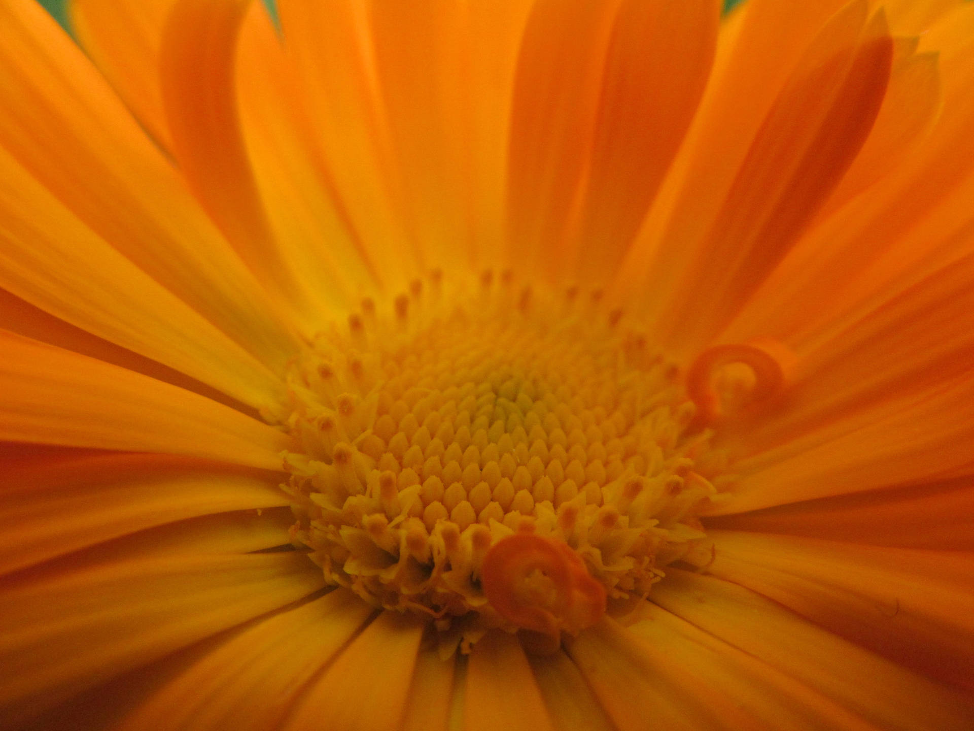 Tumblr Flower In Orange Colour Background