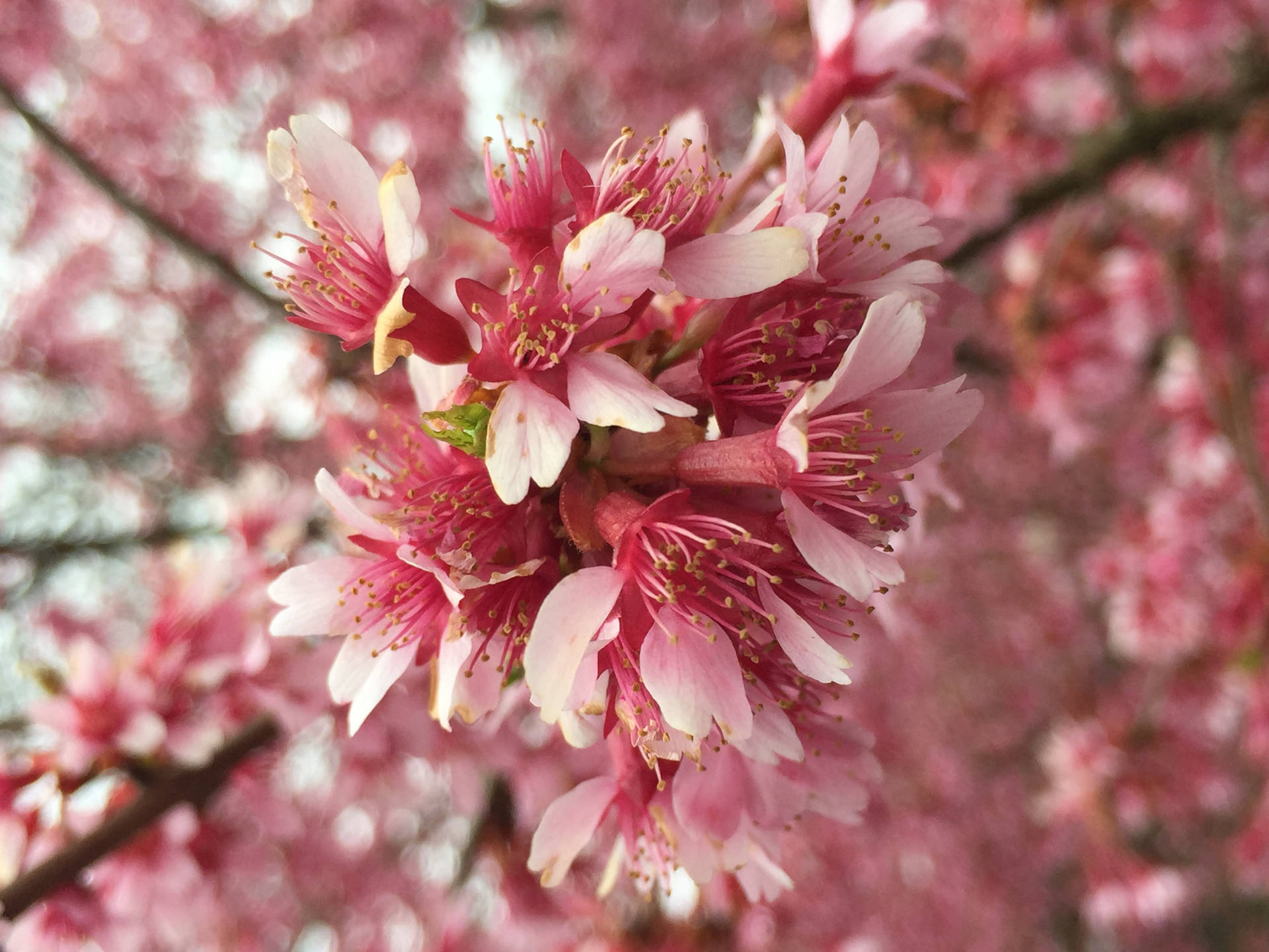 Tumblr Flower Pink Cherry Blossom Flowers Background
