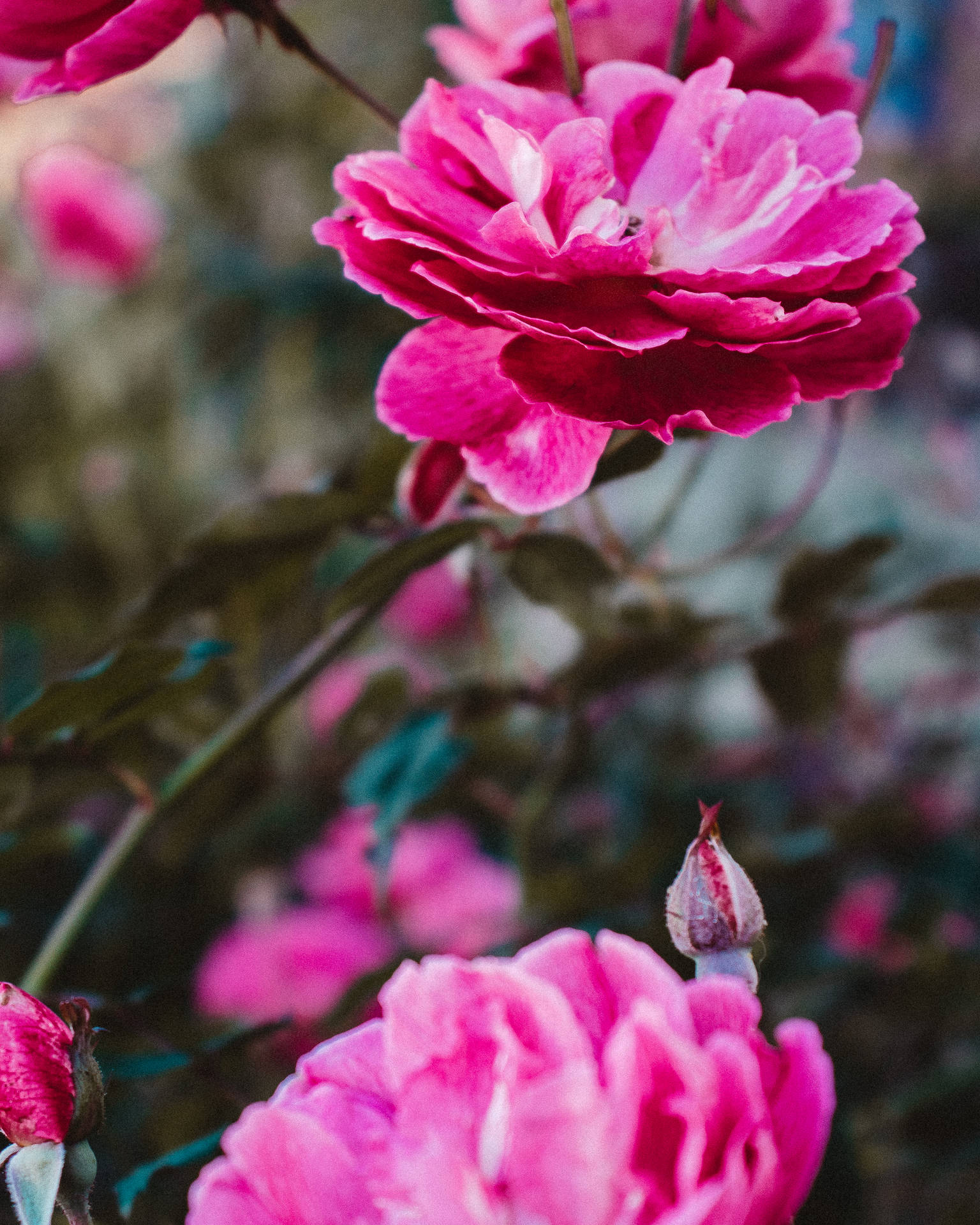 Tumblr Flower Pink Roses