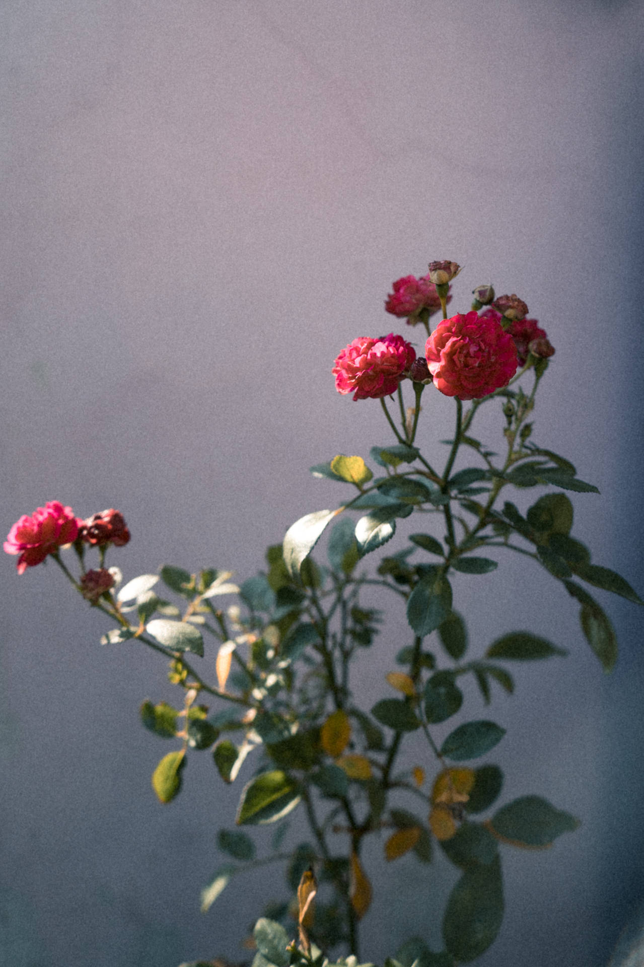 Tumblr Flower Red Roses