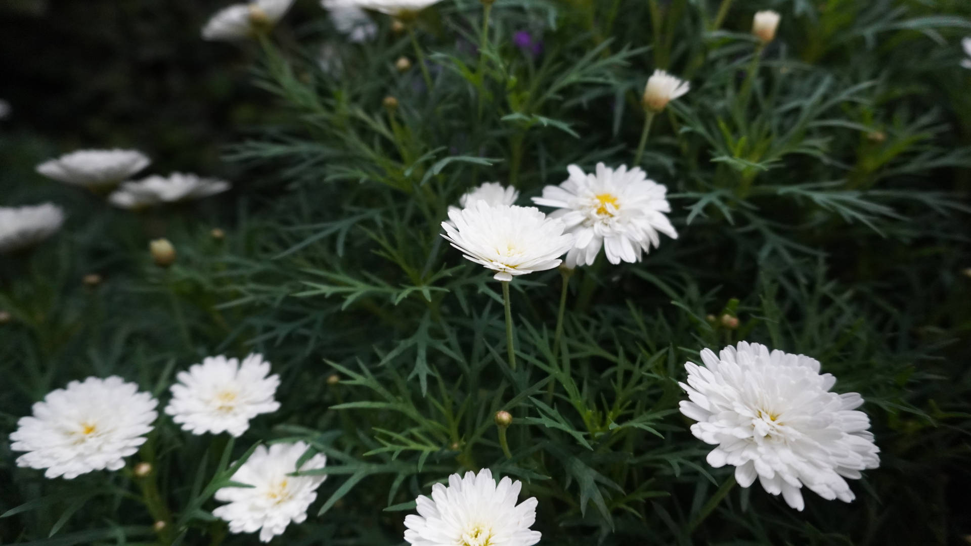 Tumblr Flower White Daisies Background