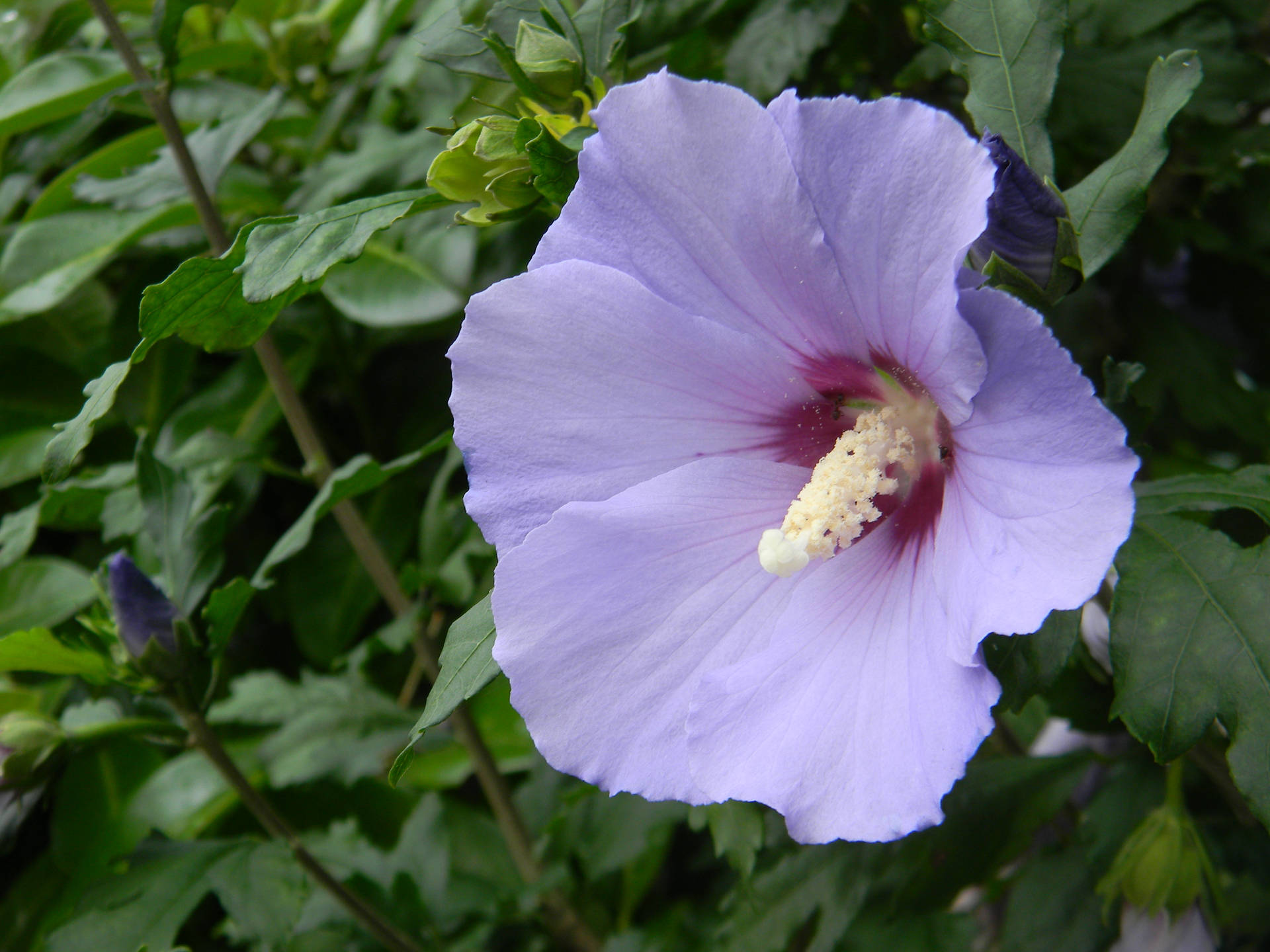 Tumblr Flower With Pale Purple Petals
