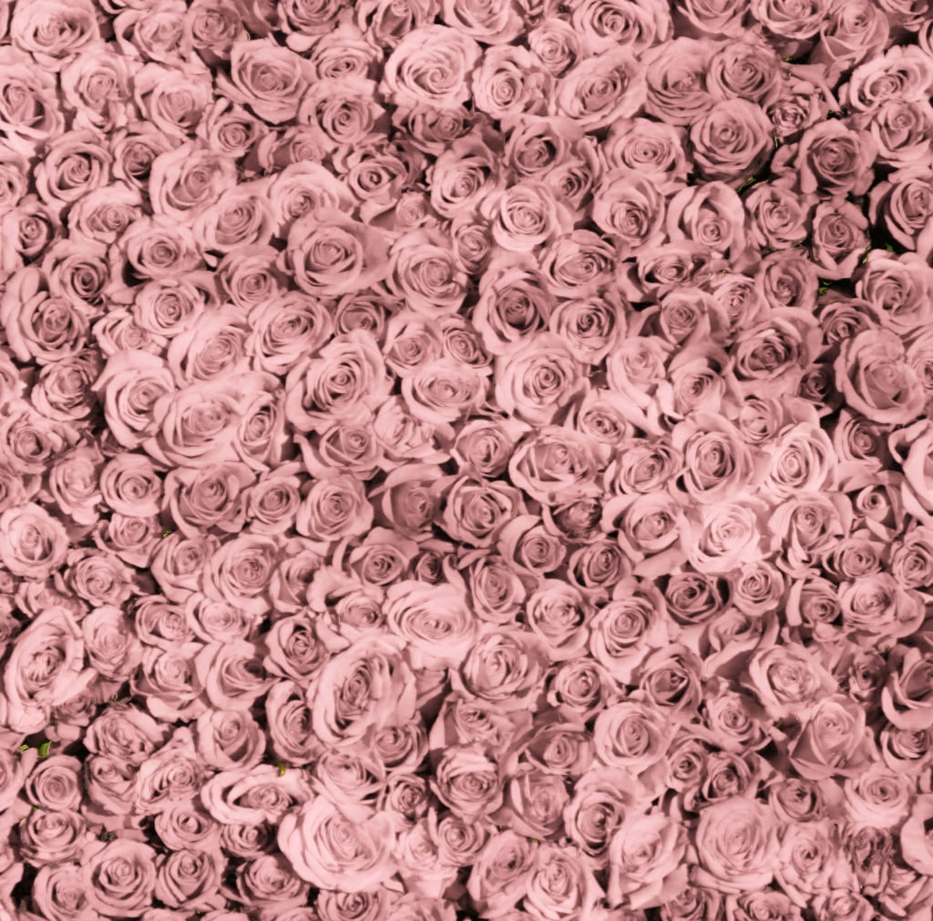 Tumblr Ipad Aesthetic Pink Roses