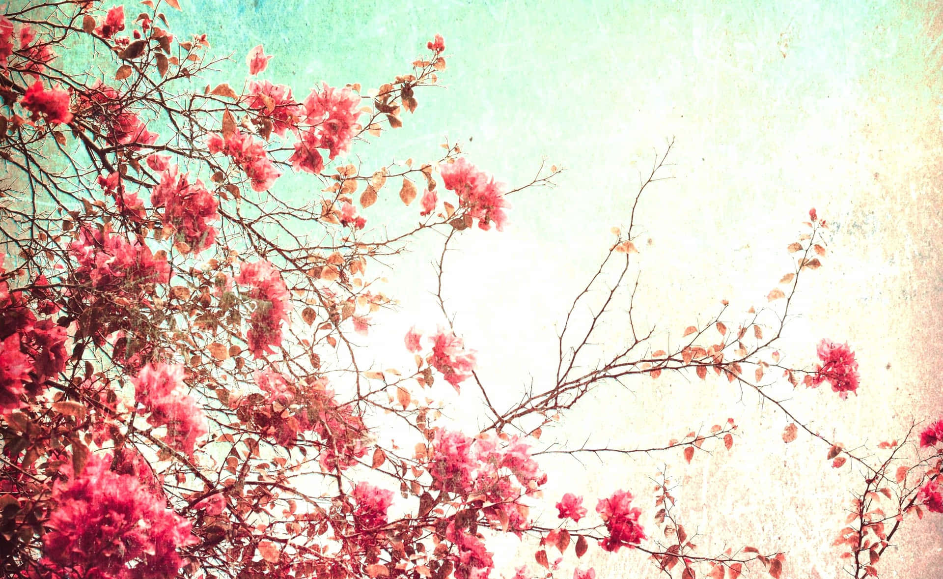 Tumblr Ipad Pink Vintage Spring Cherry Blossoms Background