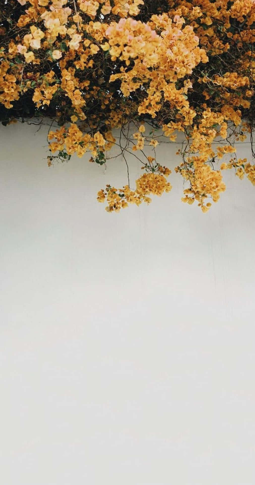 Tumblr Photography Golden Leaves Over A Wall Background