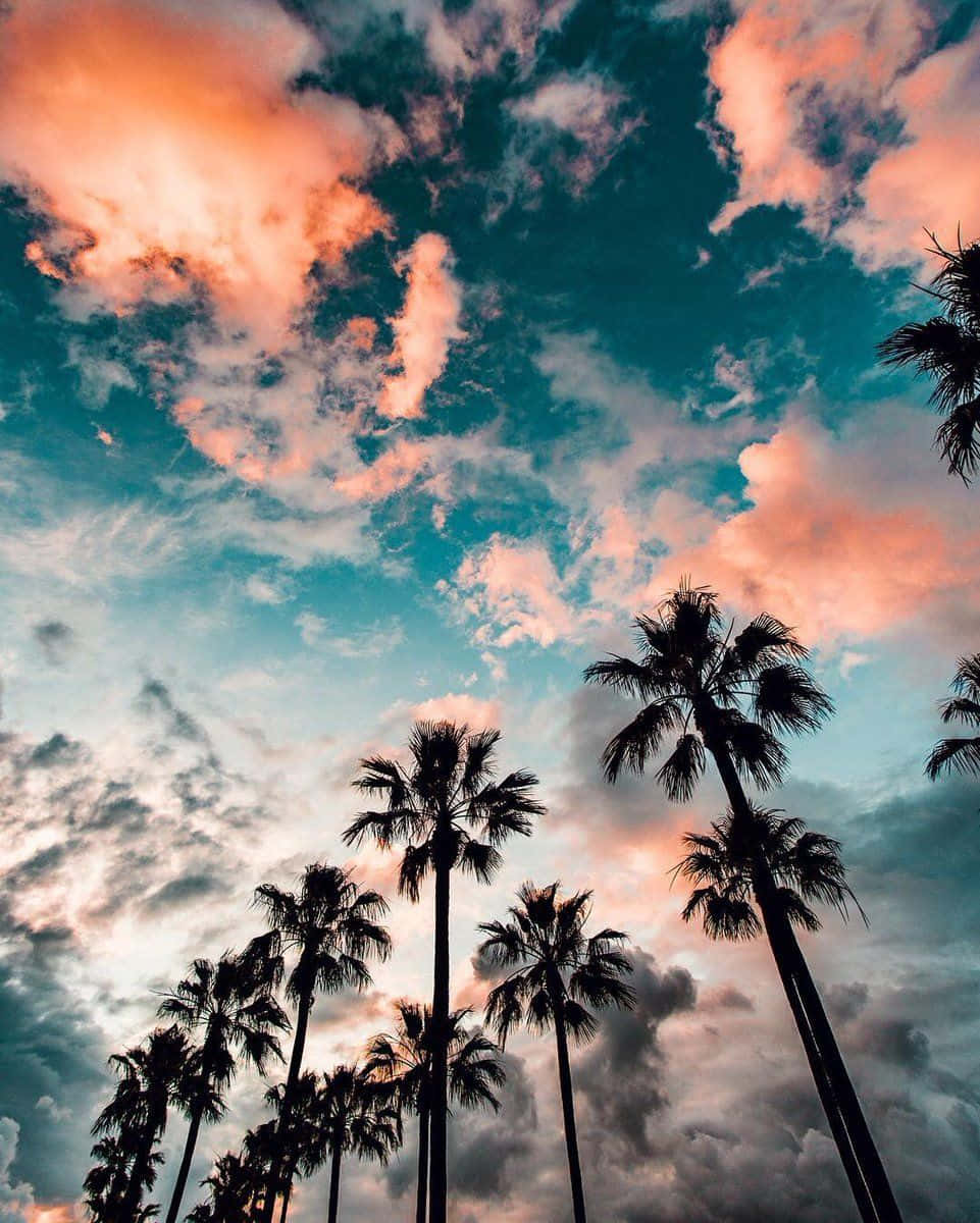 Tumblr Photography Palm Trees And Summer Clouds Background