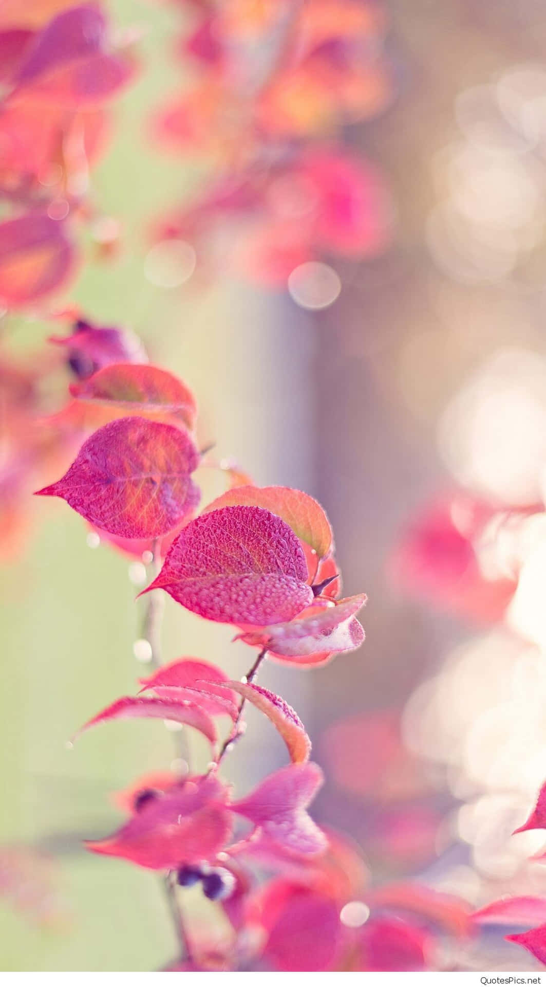 Tumblr Photography Pink Leaves Sunlight