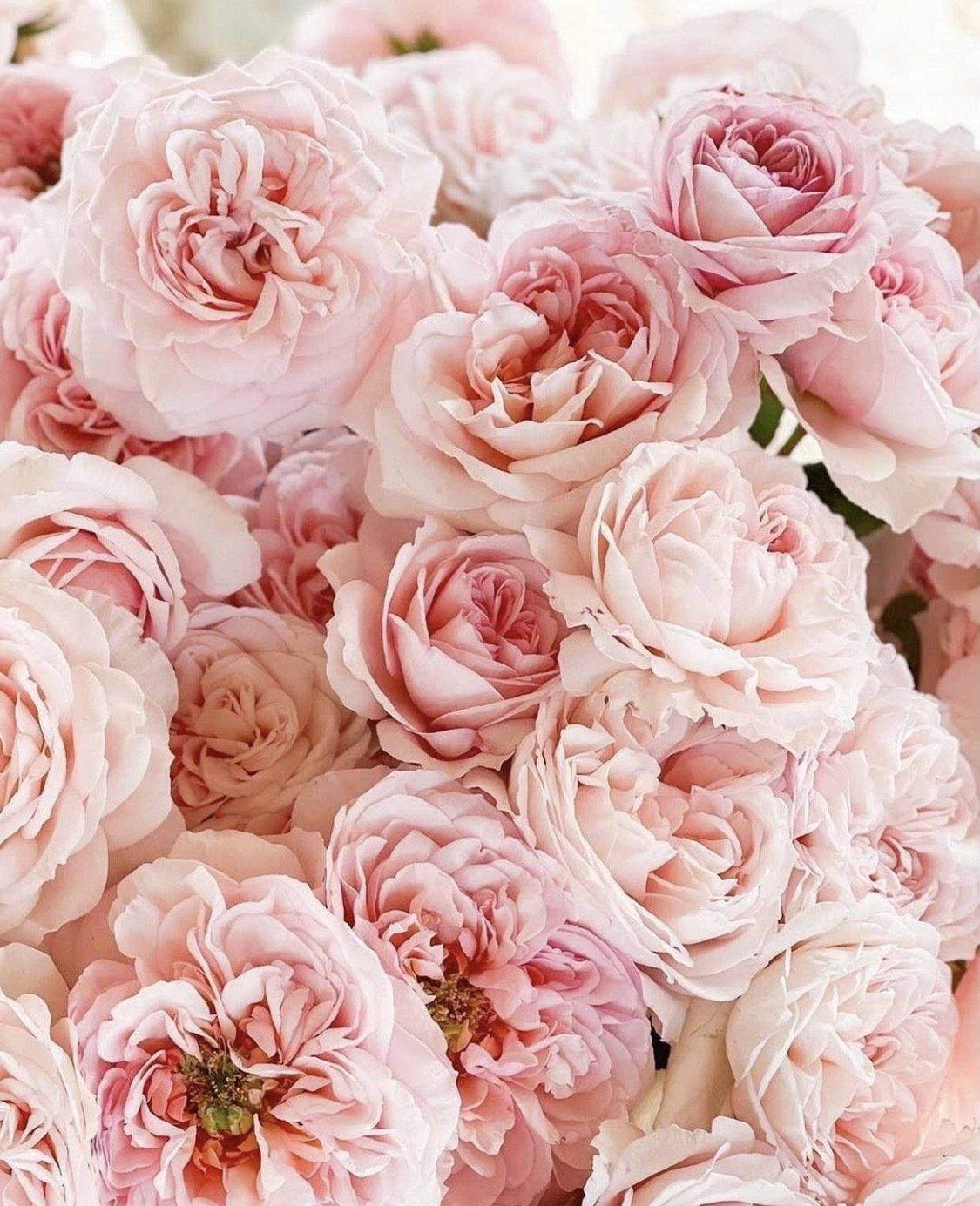 Tumblr Valentines Day Bouquet Of Pink Roses Background