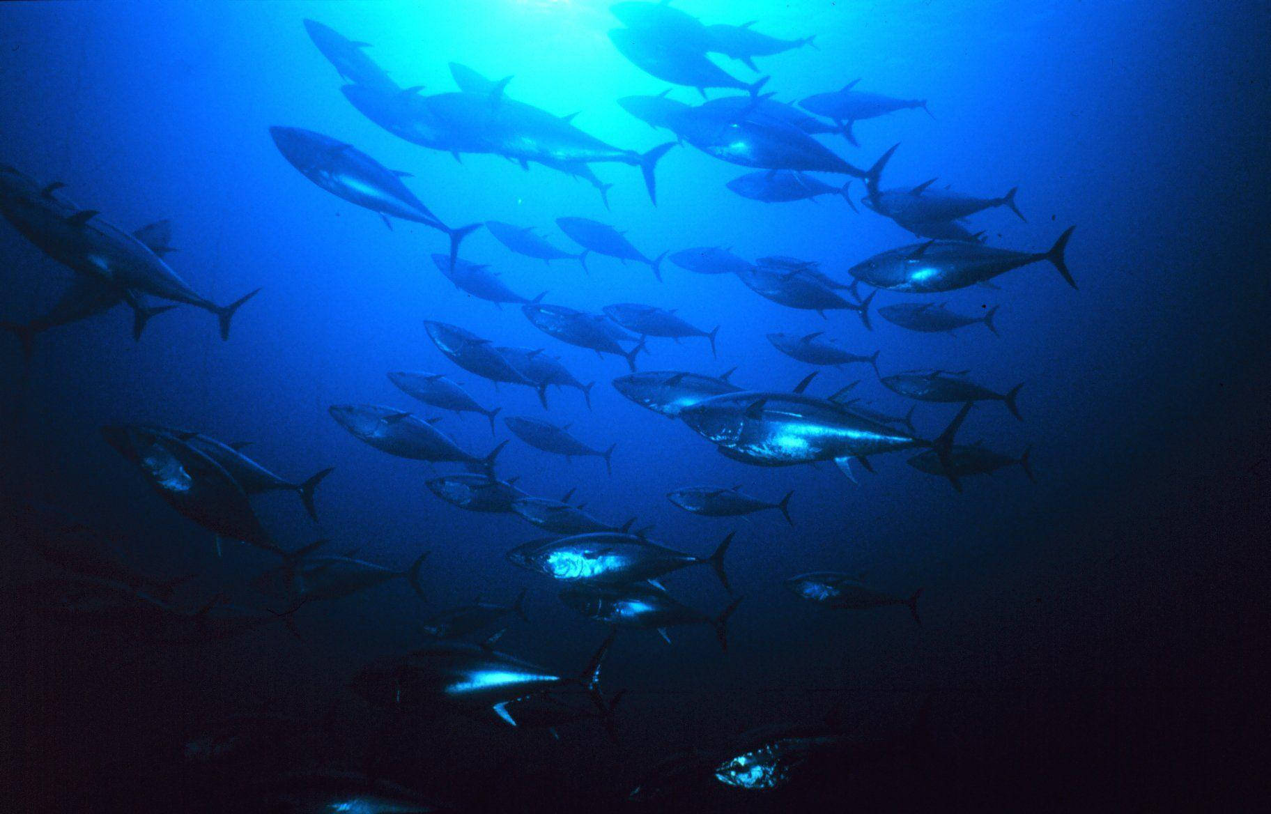 Tuna Blue Glow Underwater Background