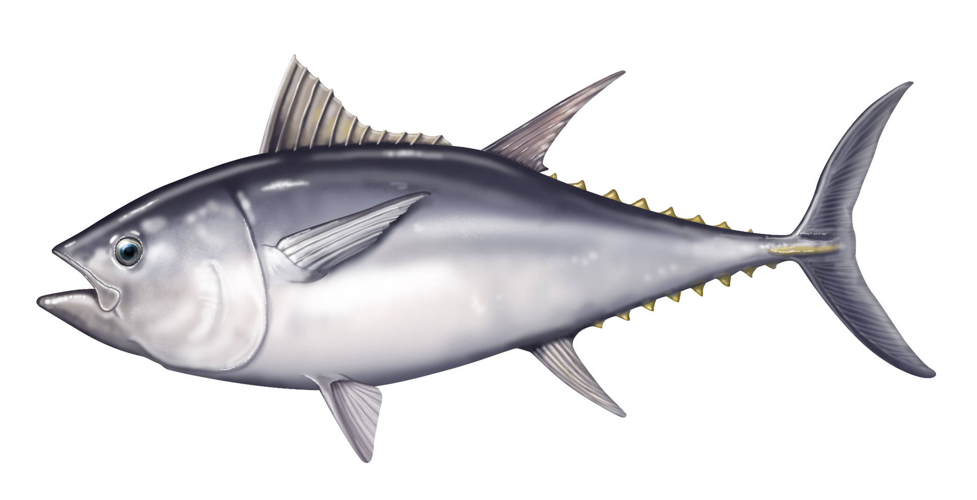 Tuna Digital Illustration Background