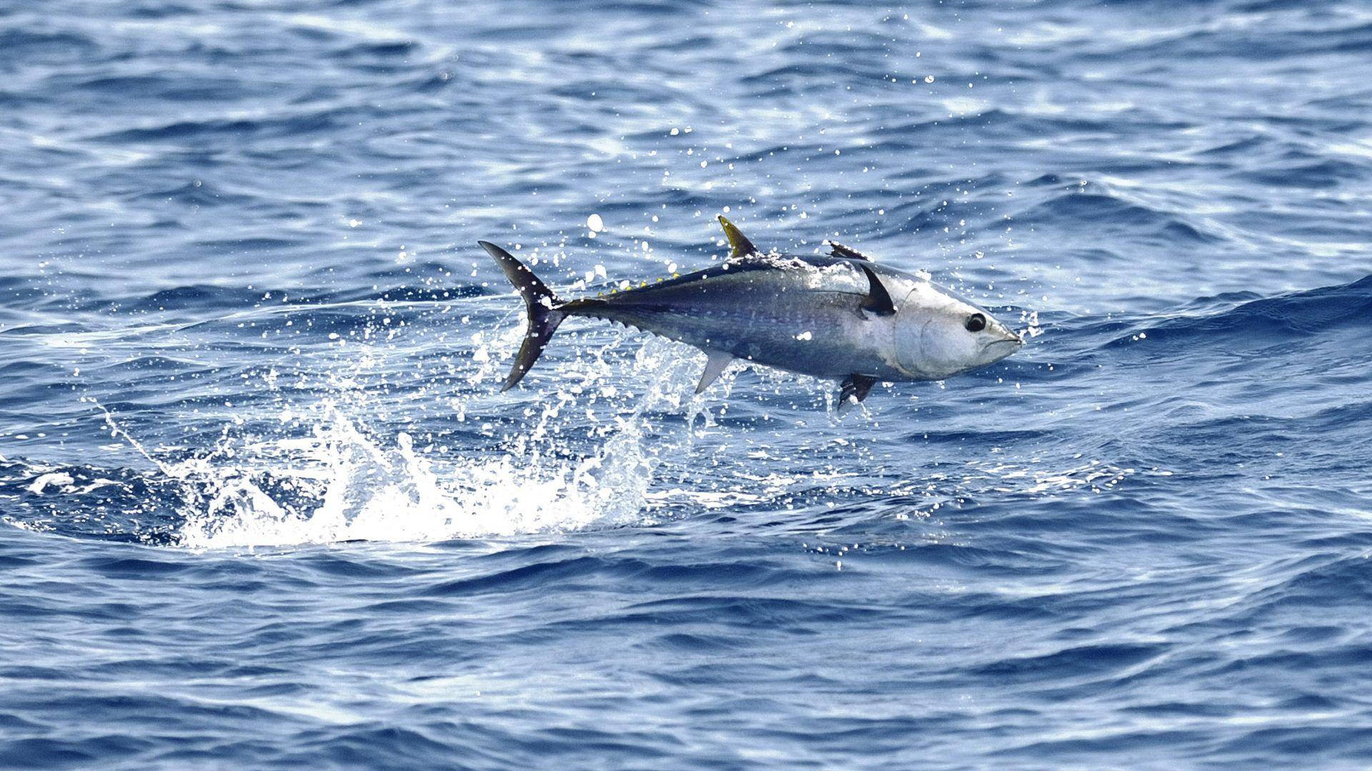 Tuna Fish On Ocean Splash Background