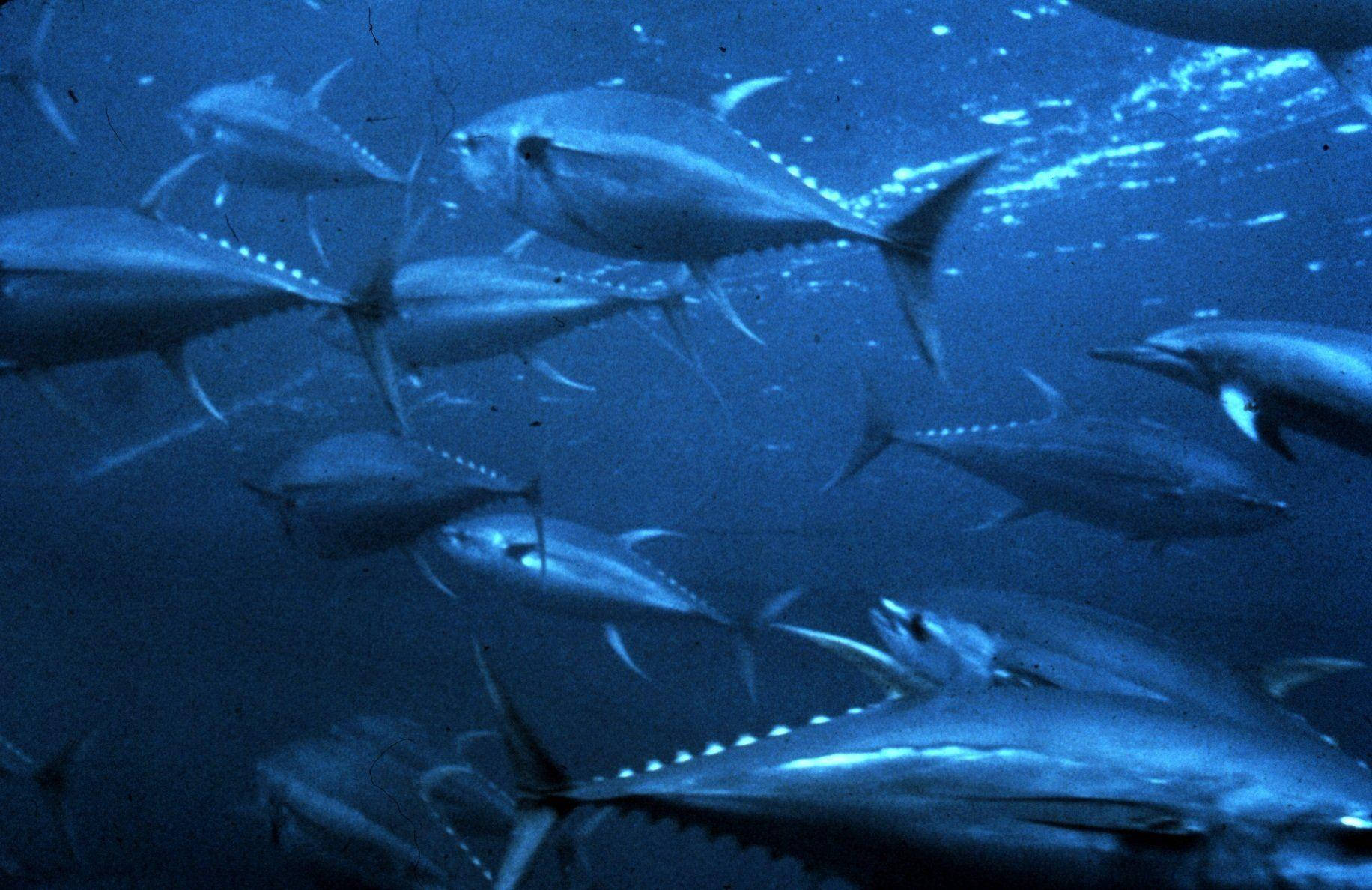 Tuna Fishes In The Blue Ocean Background