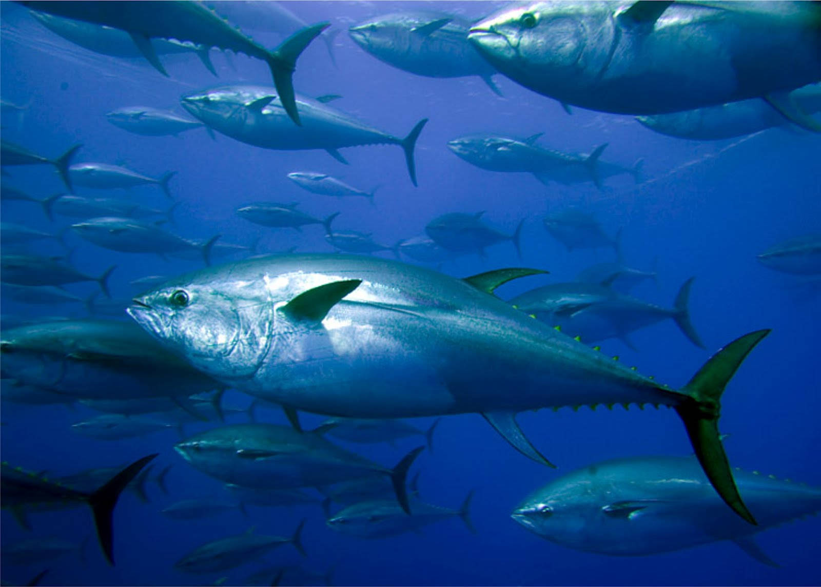 Tuna Fishes In The Ocean Background