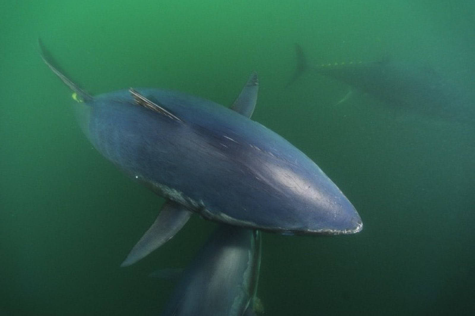 Tuna In A Murky Water Background