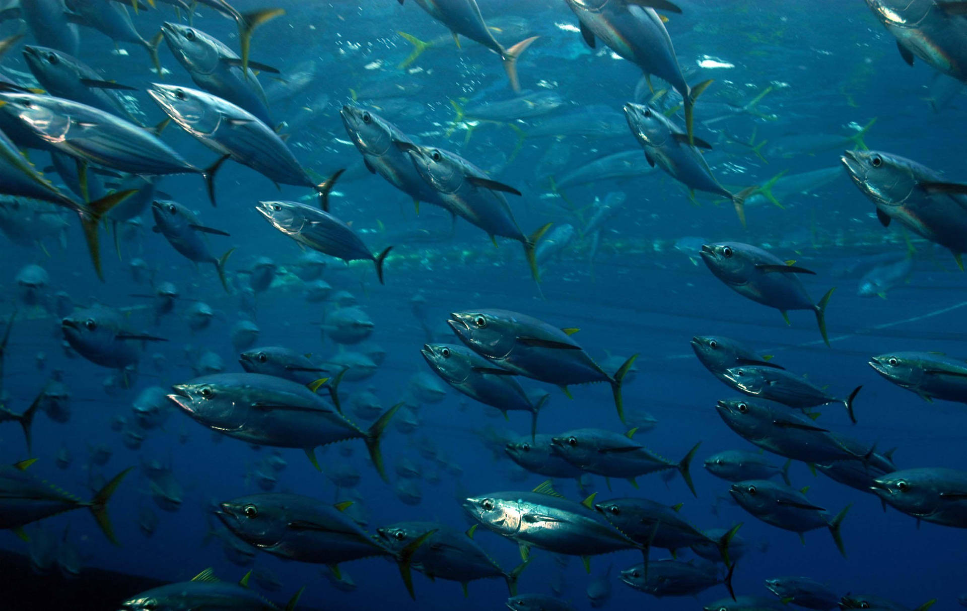 Tuna School Of Fish