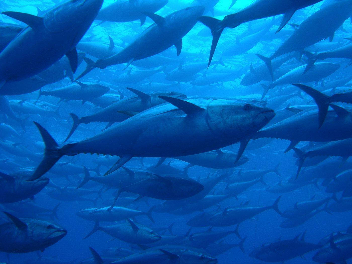 Tuna Surface Swarm Background