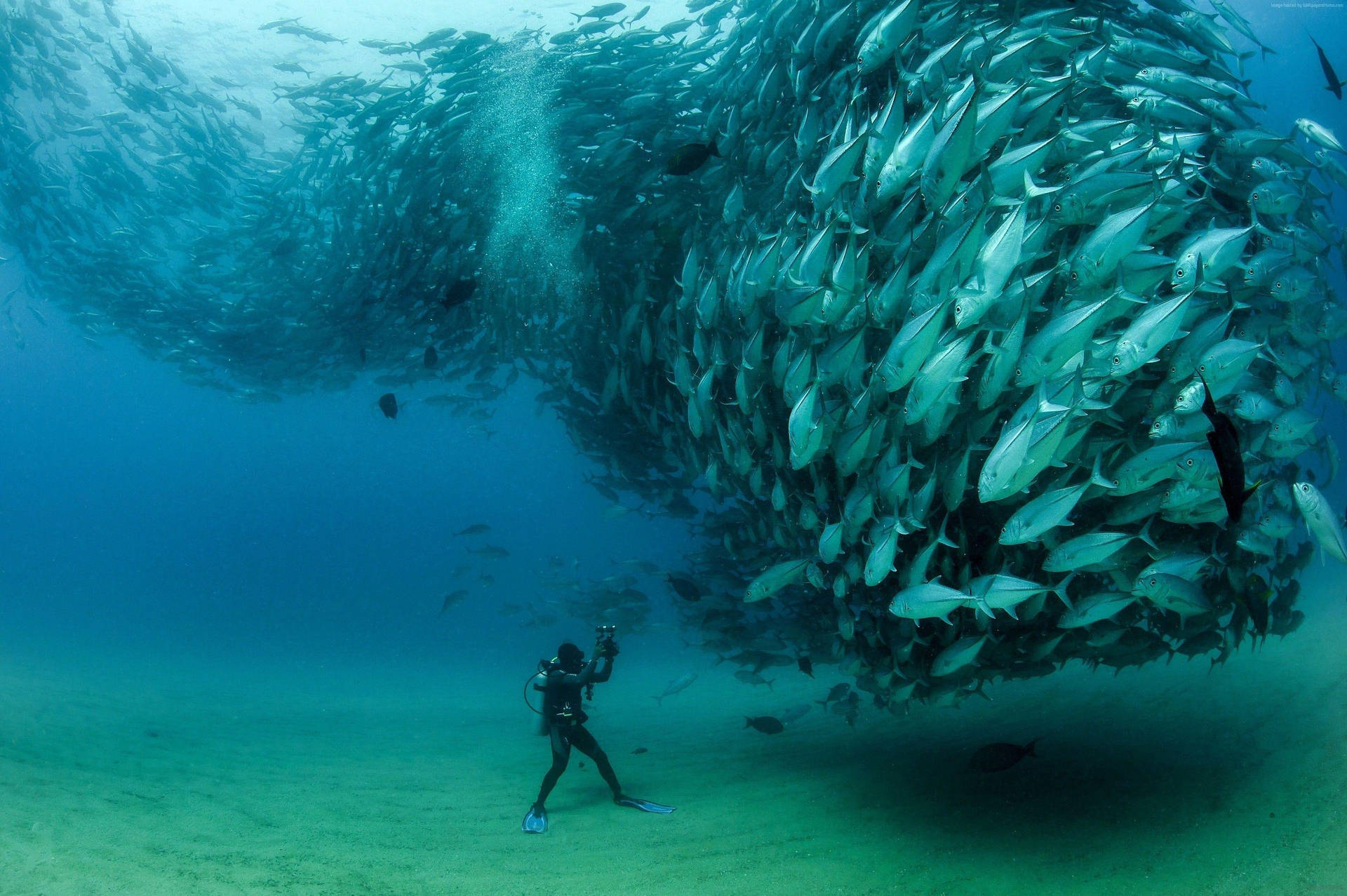 Tuna Underwater Photographer Background