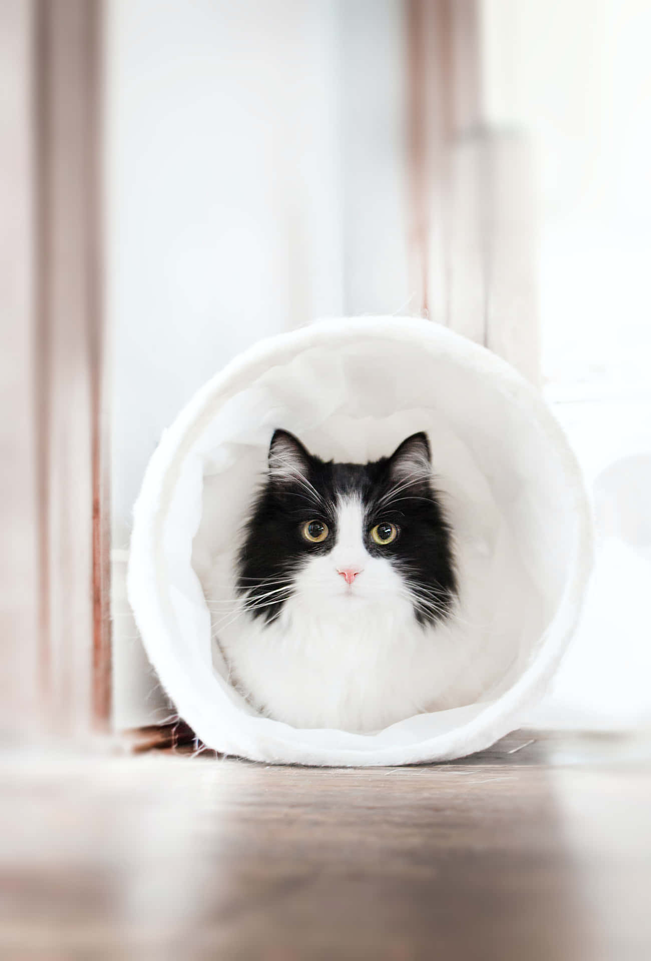 Tunnel Cute Cat Pfp