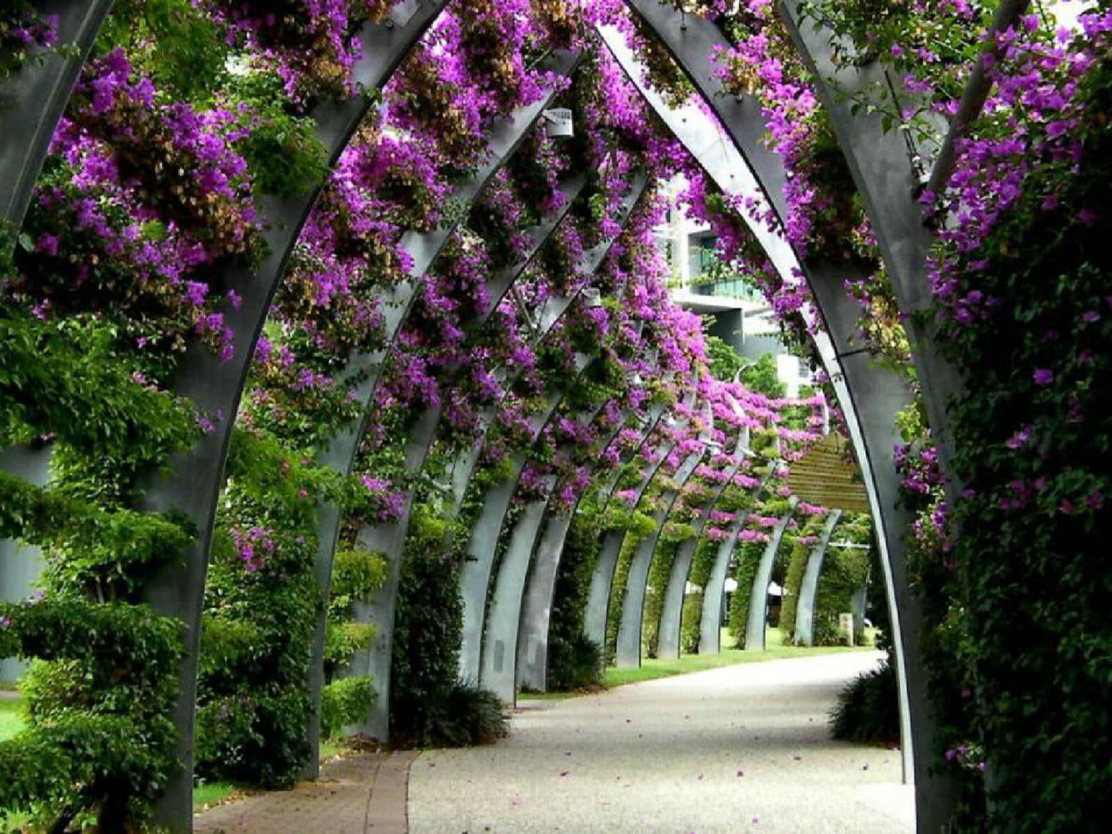 Tunnel Of Nature Flower Background