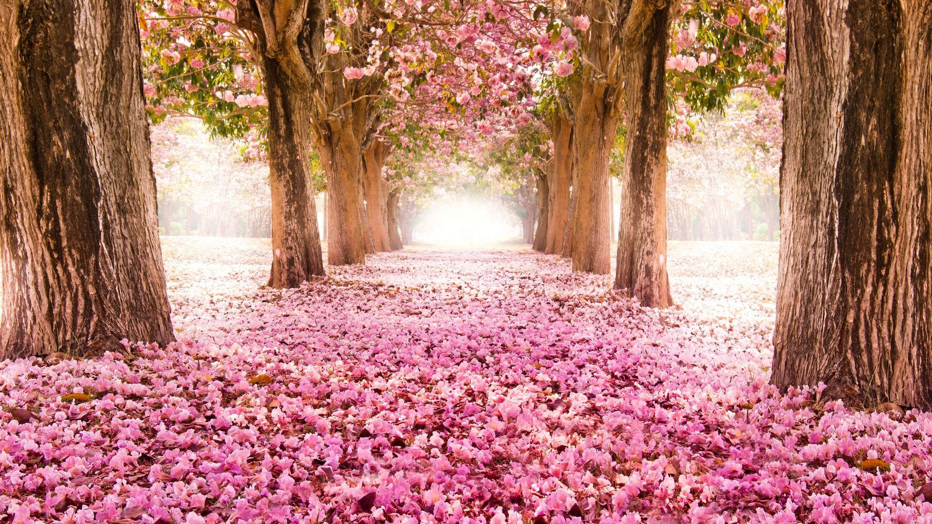 Tunnel Of Pink Cherry Blossom Flowers