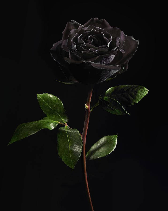 Turkey Native Black Rose Iphone Background