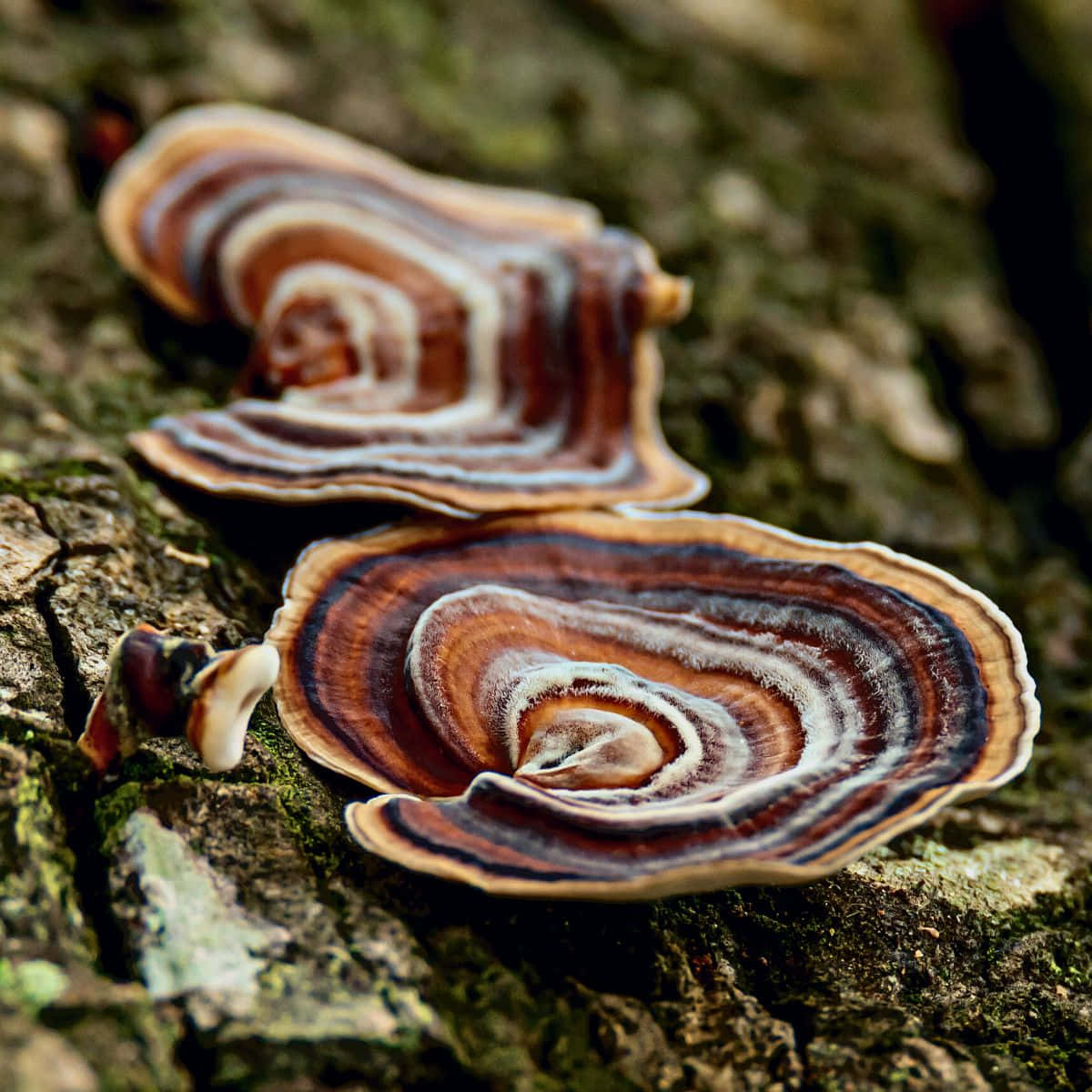 Turkey Tail Fungus With Colorful Cap