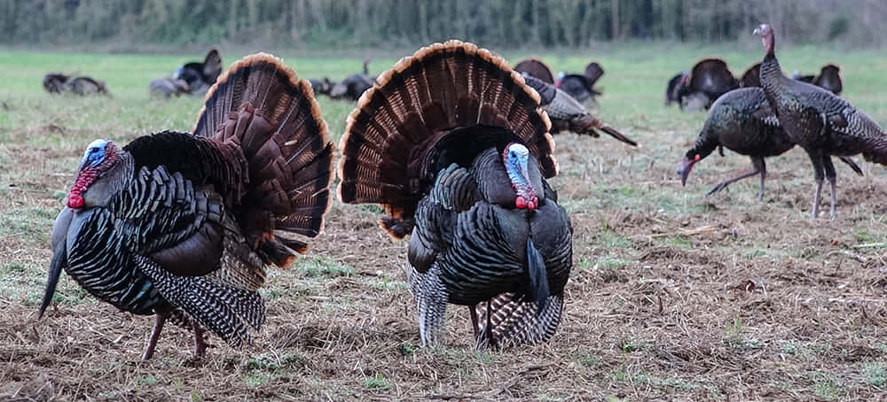 Turkeys In A Field With Grass And Dirt