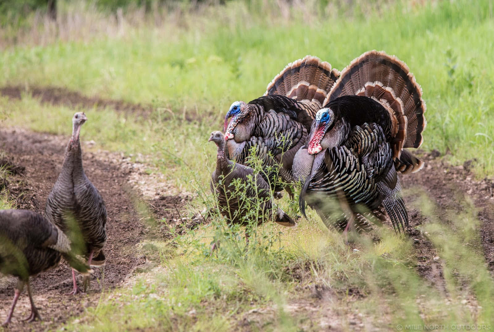 Turkeys Walking In A Field With Dirt On The Ground