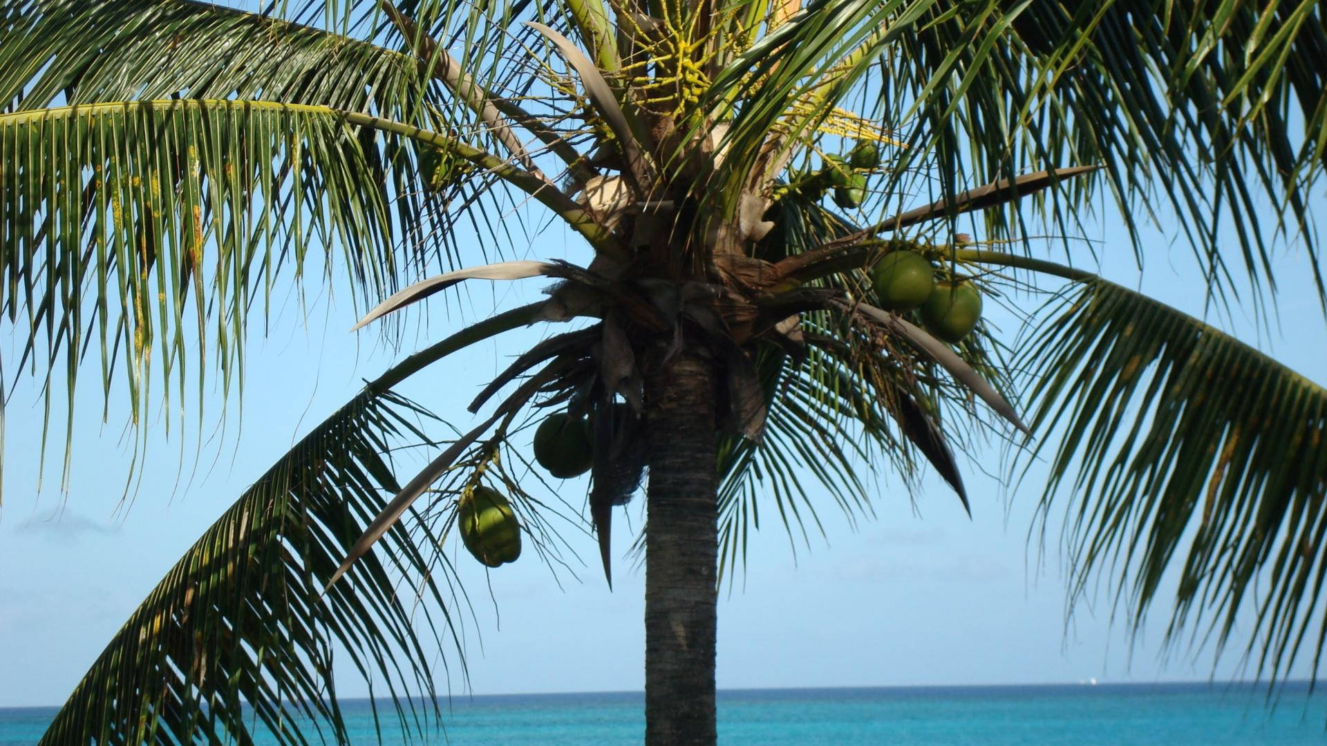 Turks And Caicos Coconut Tree Background