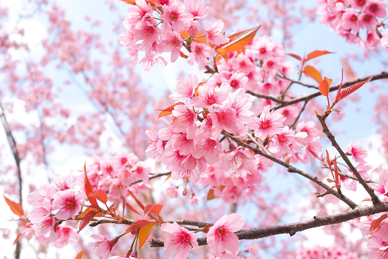 Turn A Room Into A Personal Paradise With Sakura Pc Wallpaper