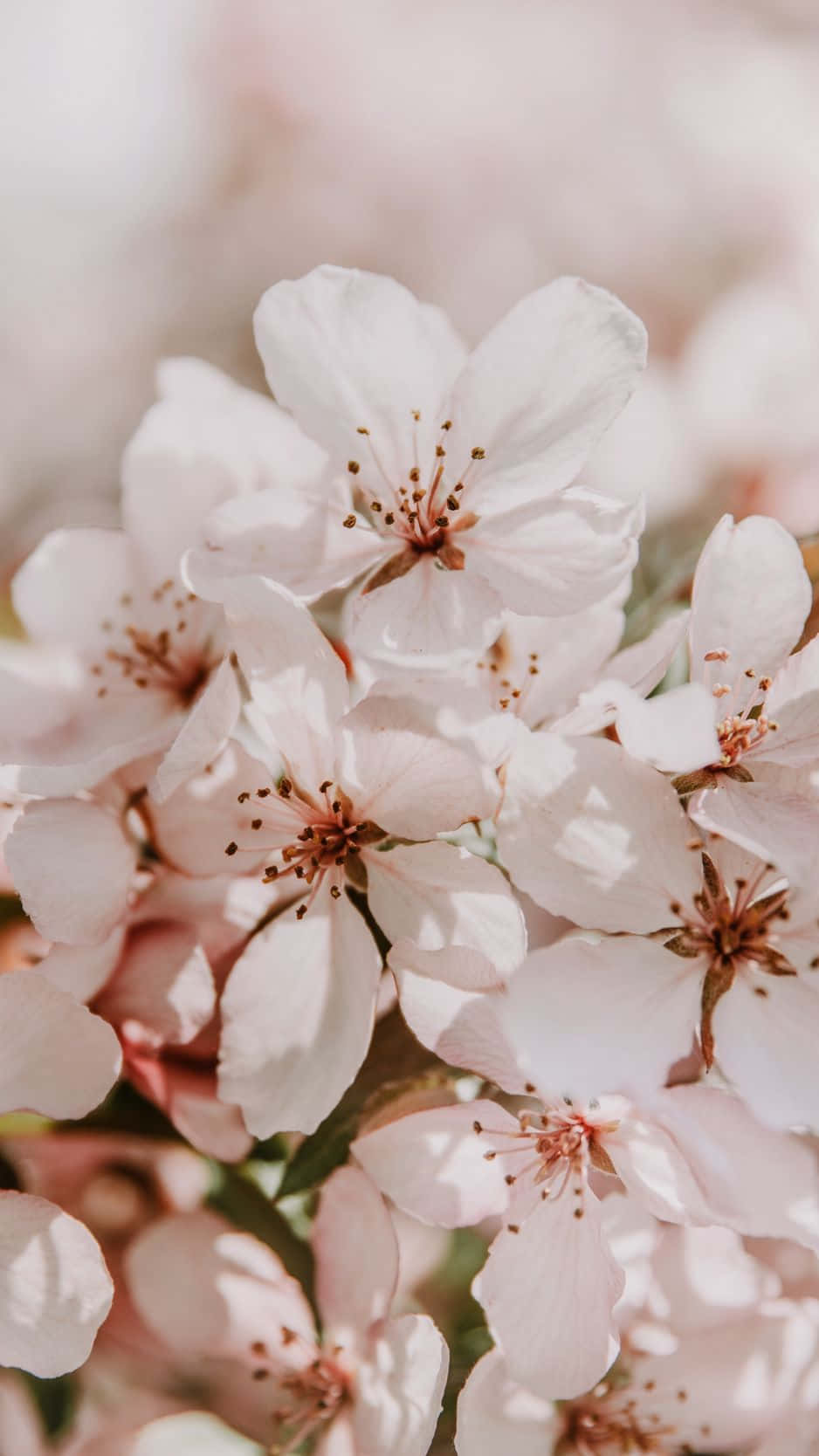 Turn Your Phone Into A Floral Fantasy With This Beautiful Light Pink Floral Iphone Wallpaper. Background