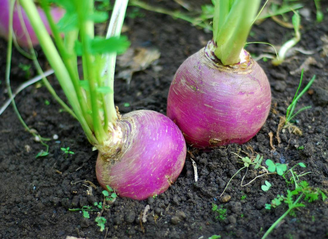 Turnip Plant In Soil Background