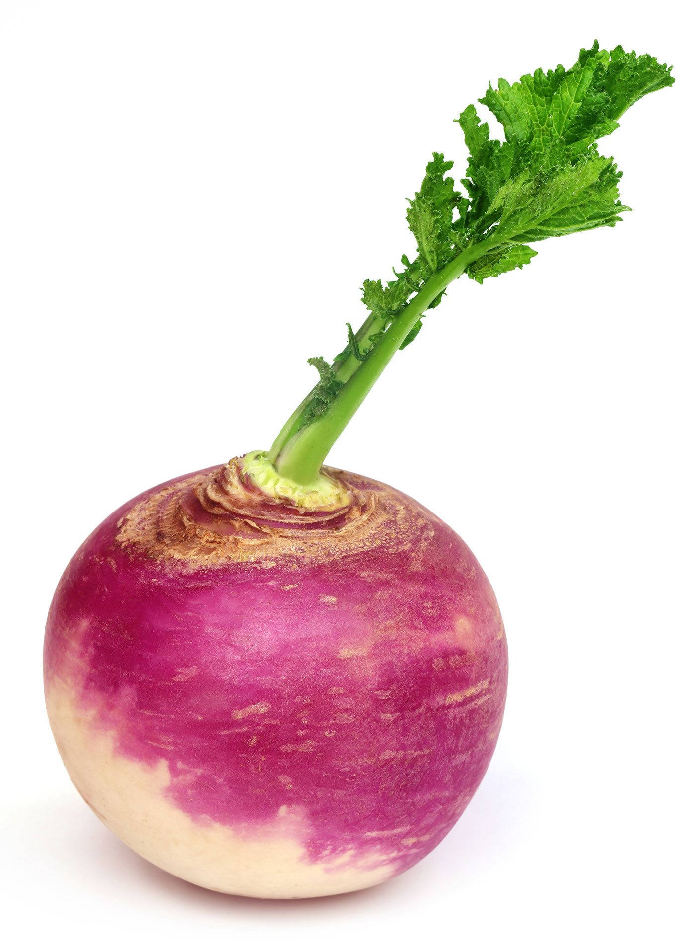 Turnip With Leaf In White Background